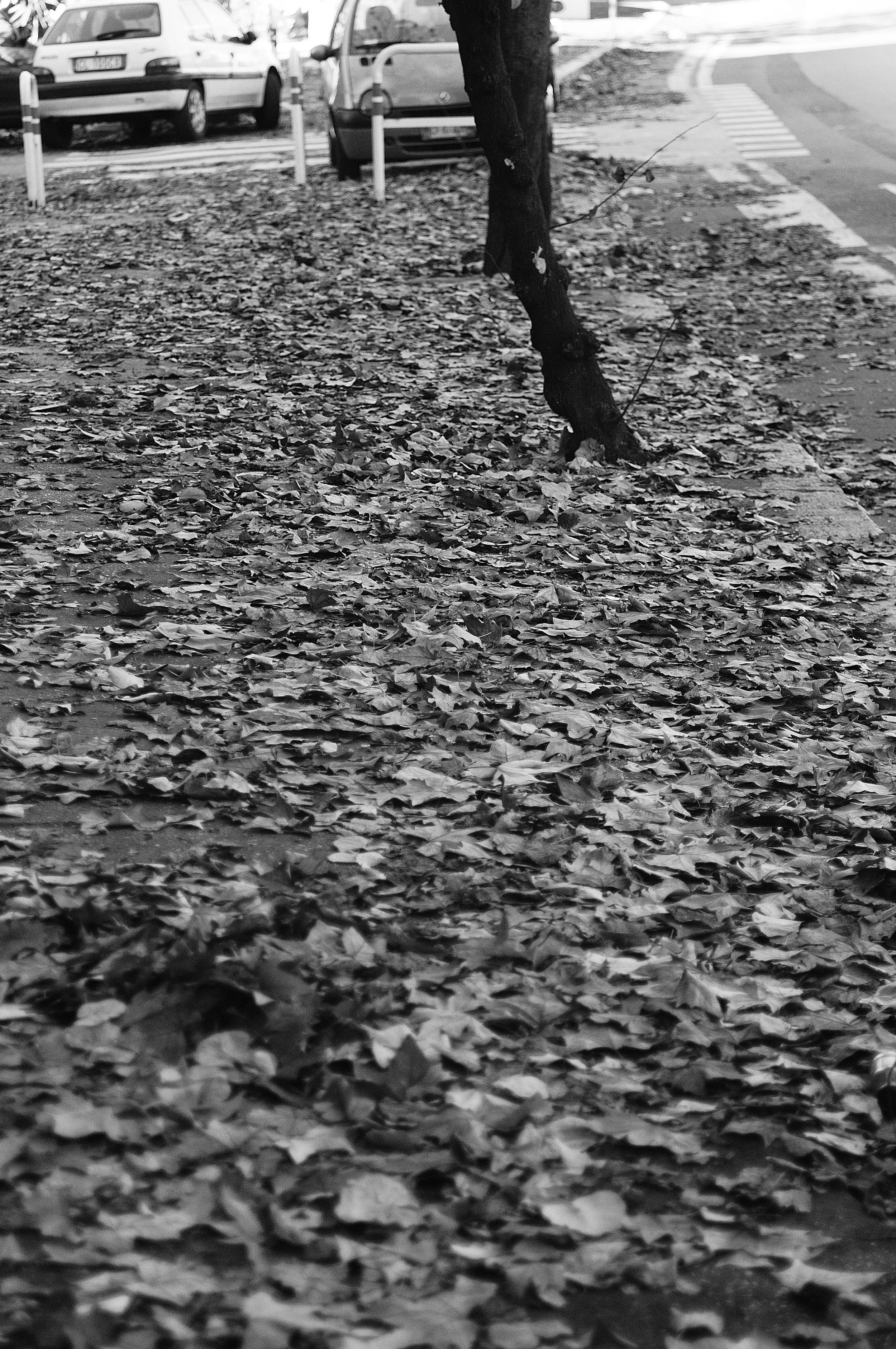 tufello foglie morte_1257.JPG