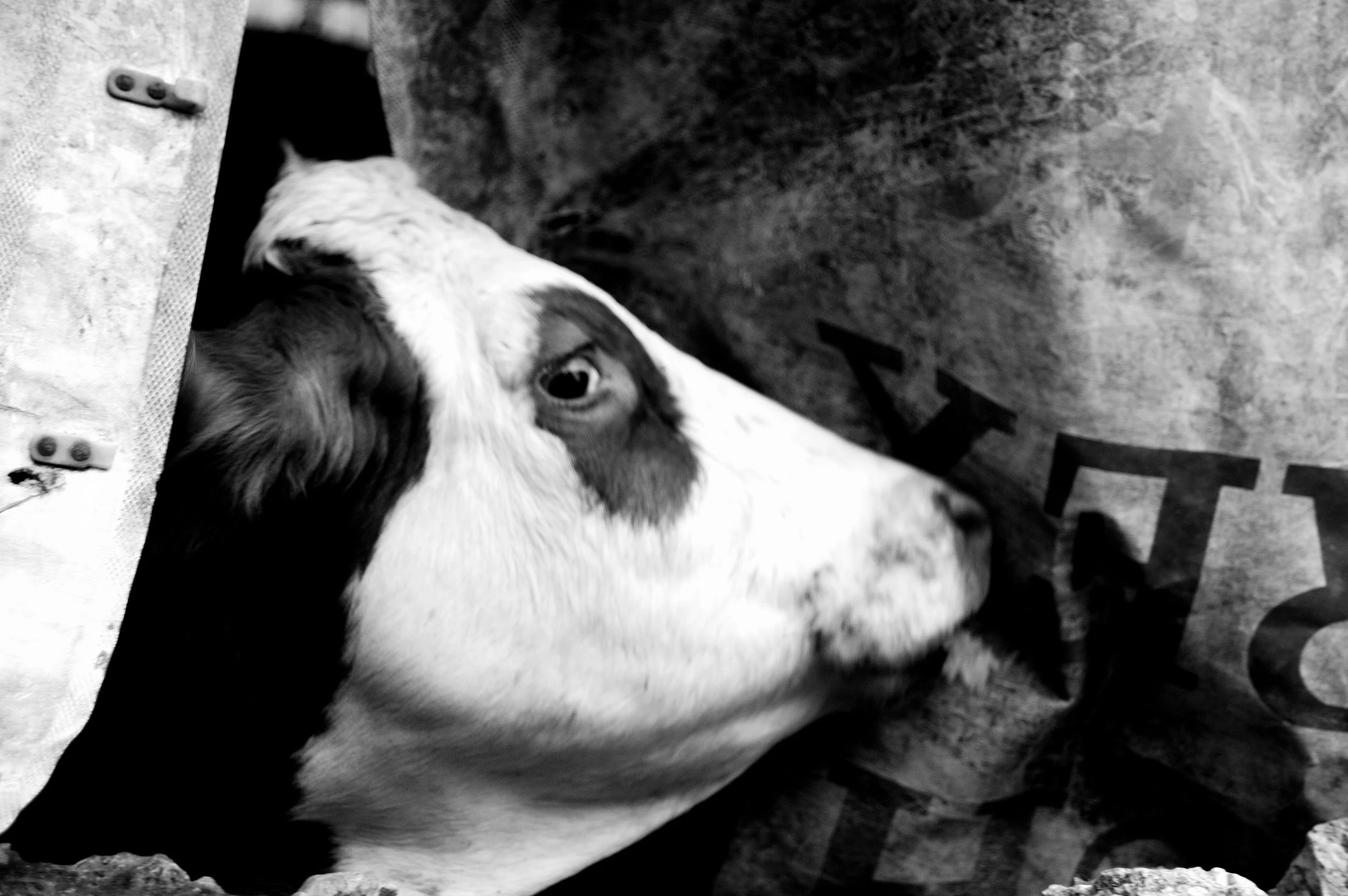 mucca pazza_2960.JPG