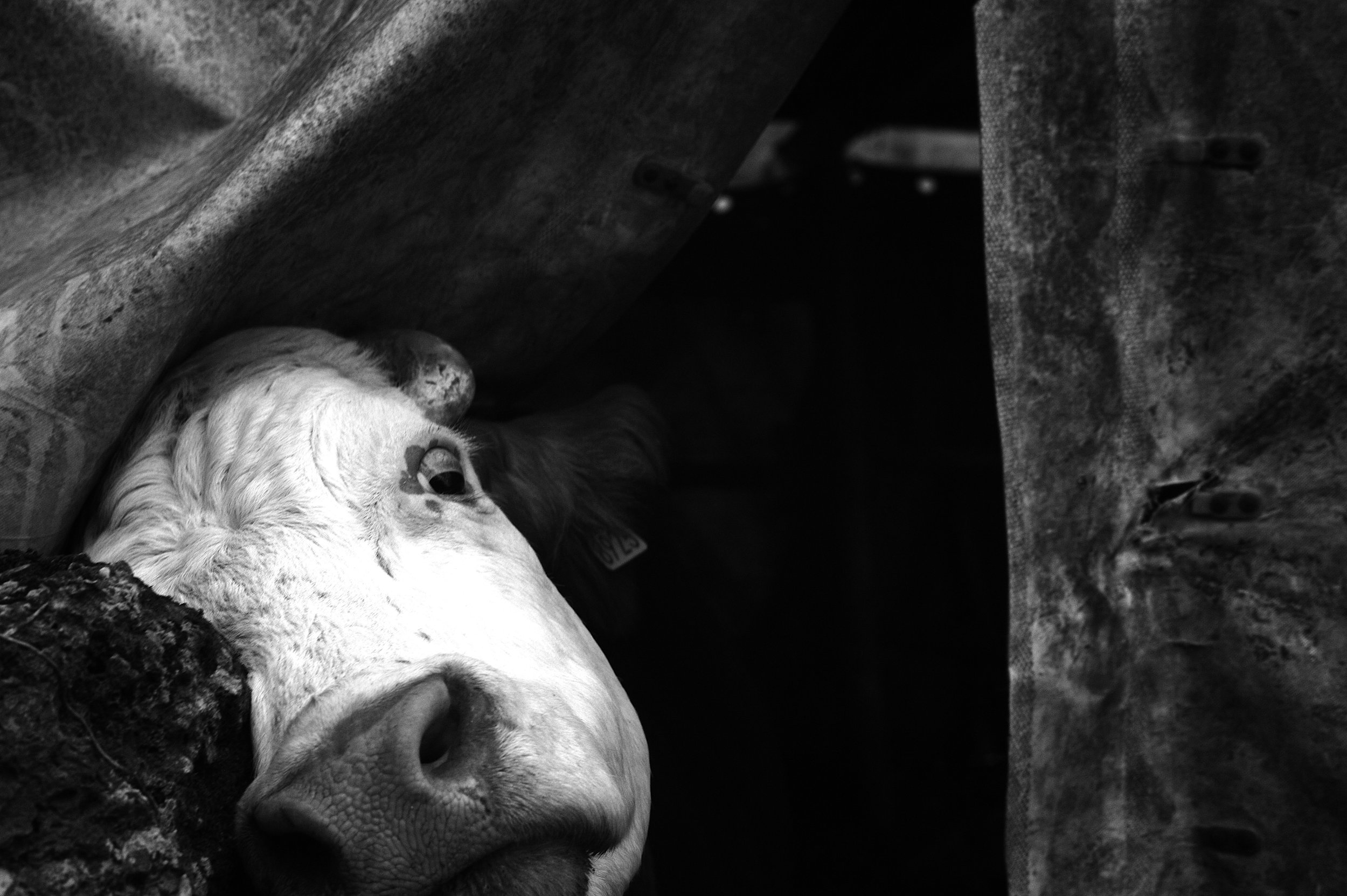 mucca pazza_2963.JPG