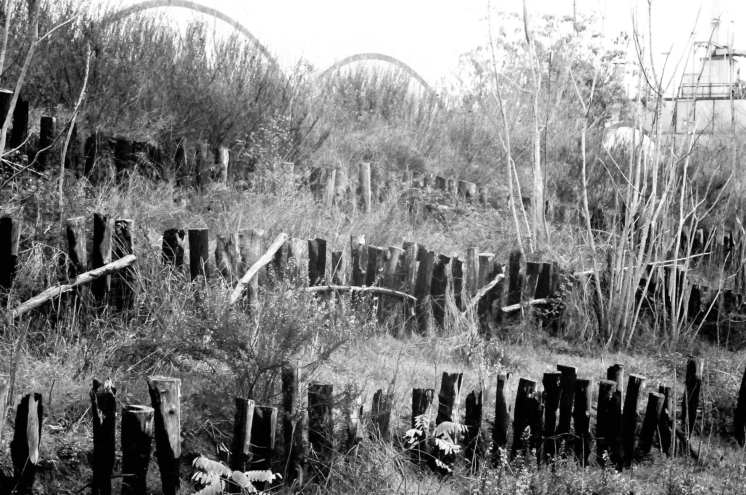 pali e canne2_1414.JPG