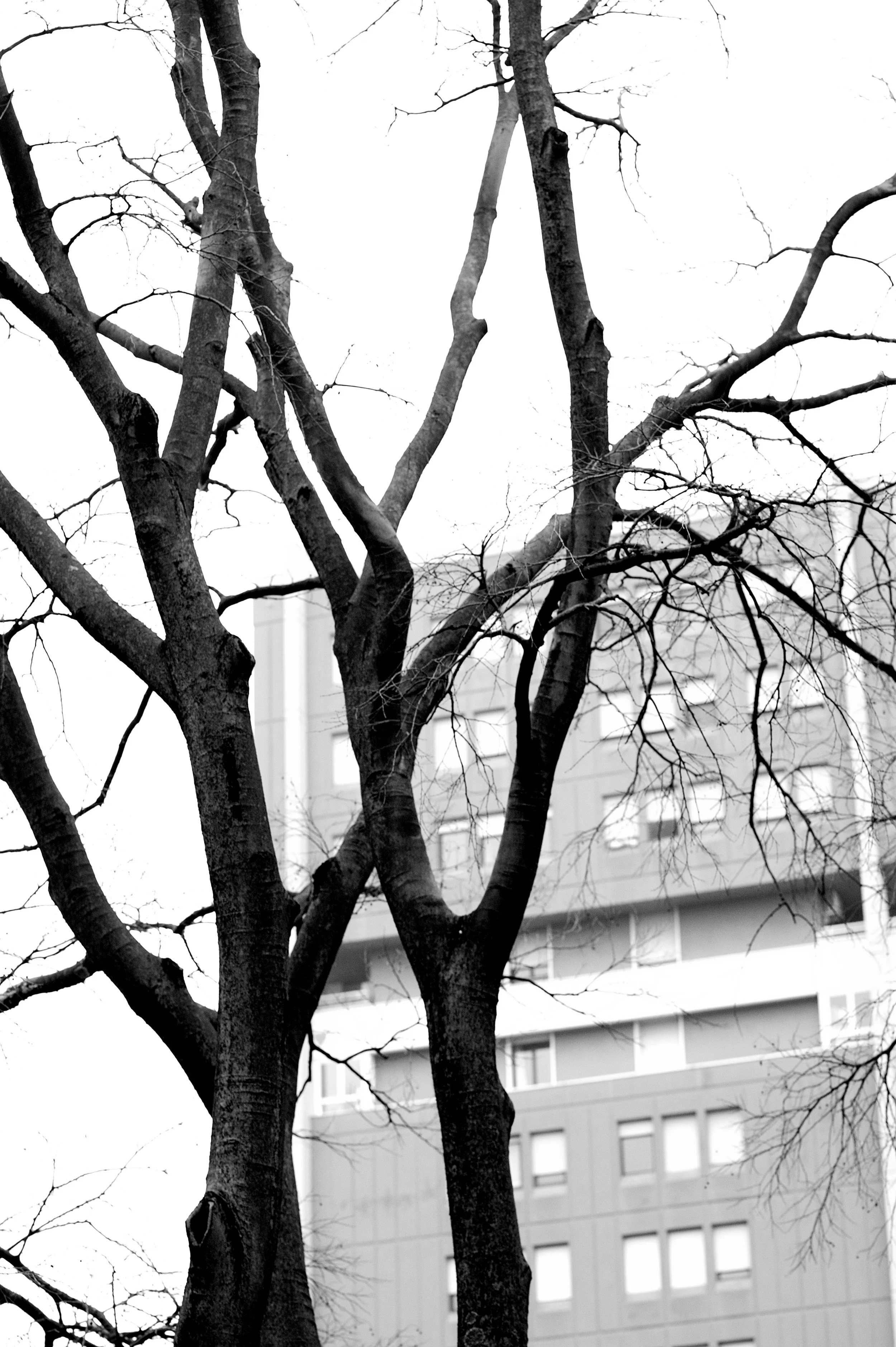 a cavallo a carnevale_4996.JPG