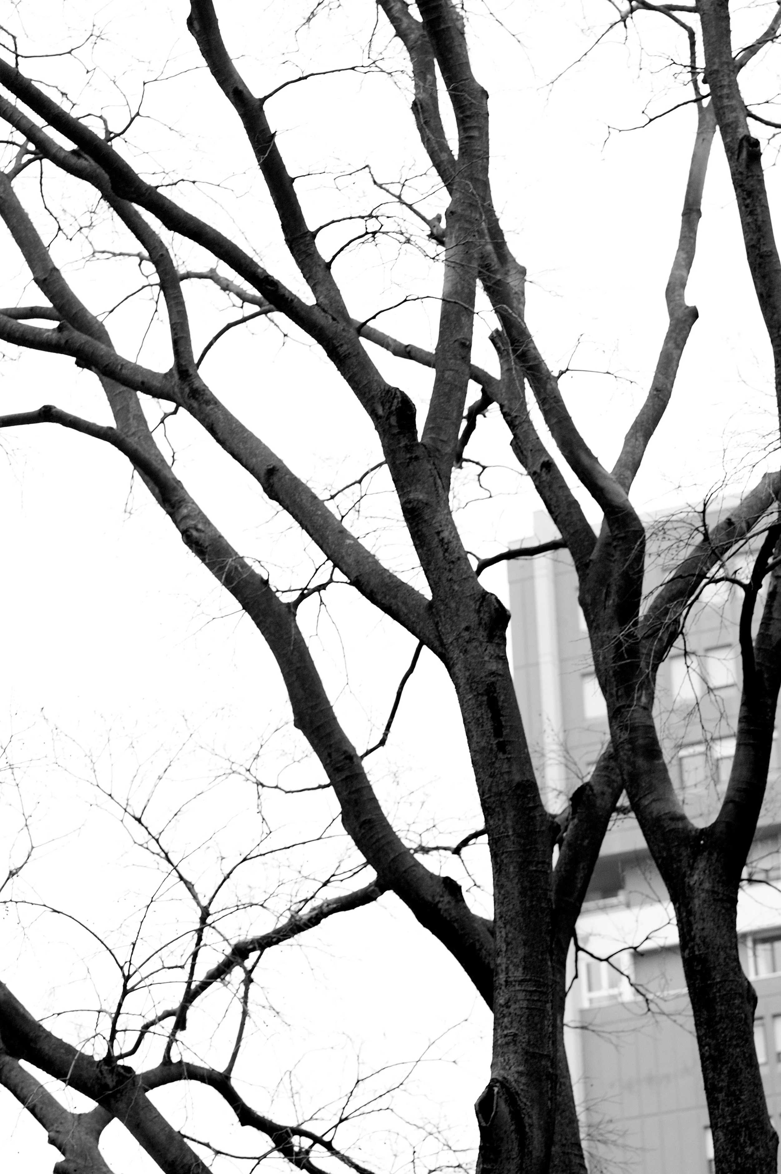 a cavallo a carnevale_4998.JPG