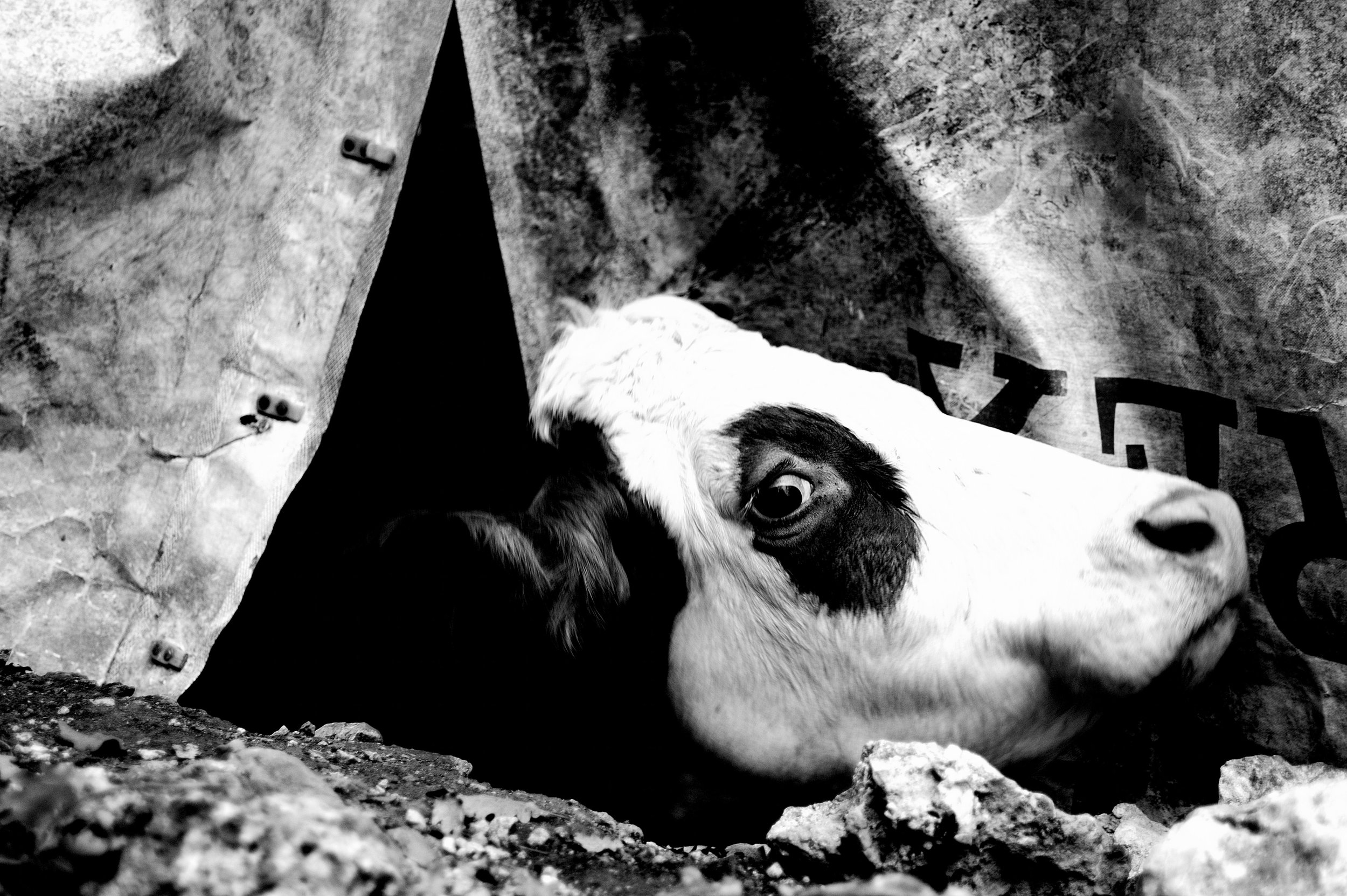 mucca pazza_2949.JPG