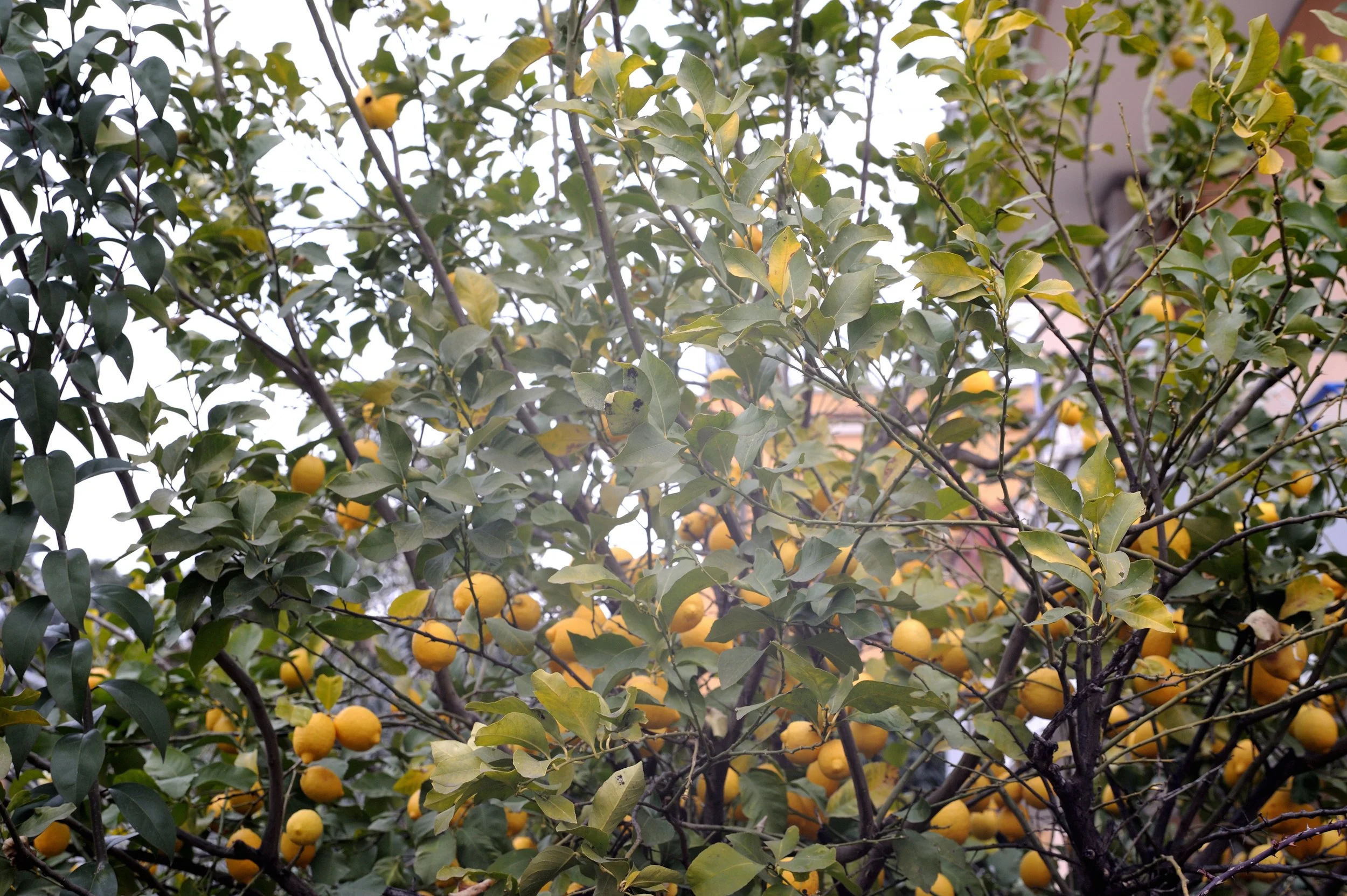 a cavallo a carnevale_4718.JPG