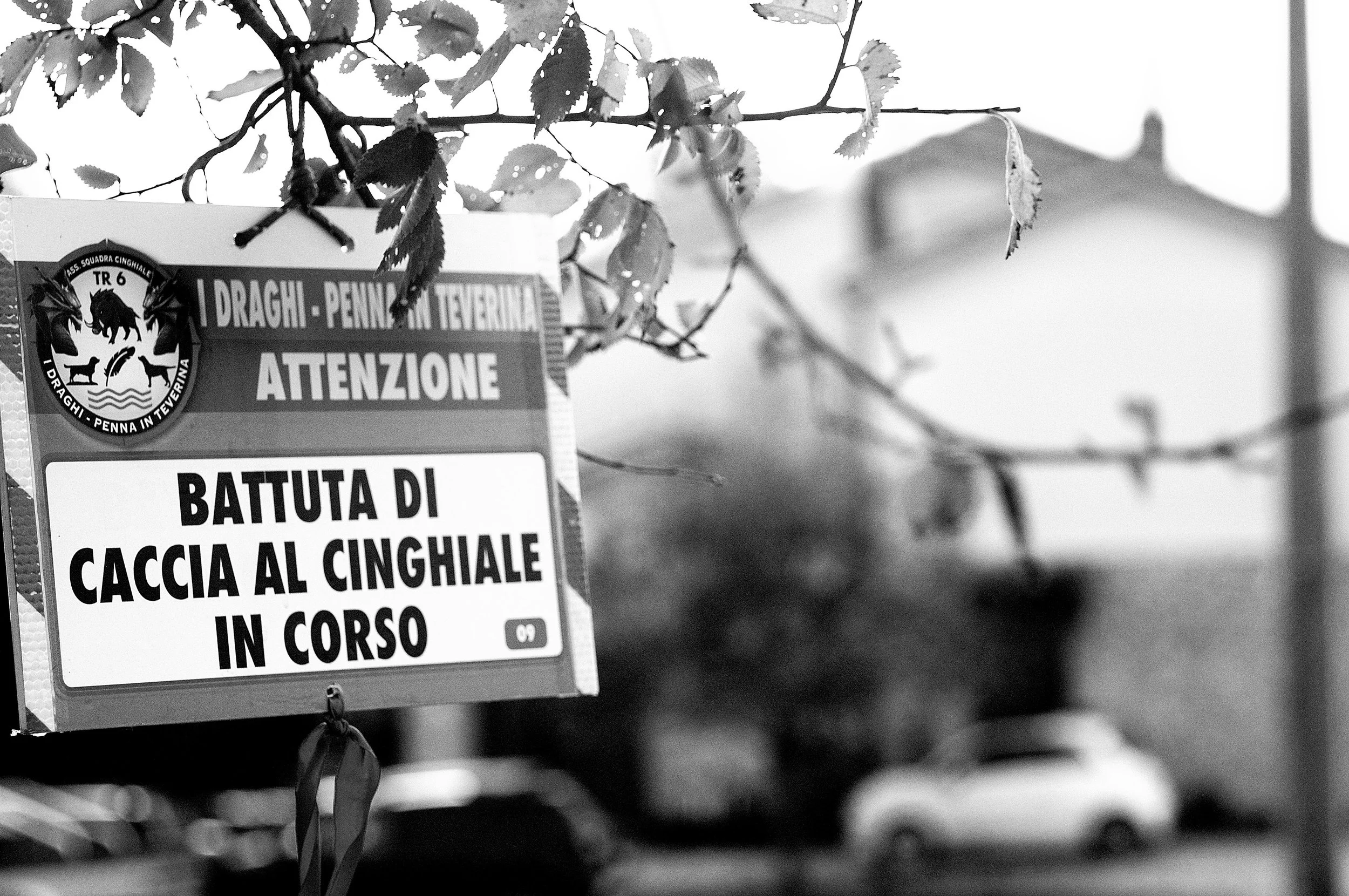 battuta cinghiale_887.JPG