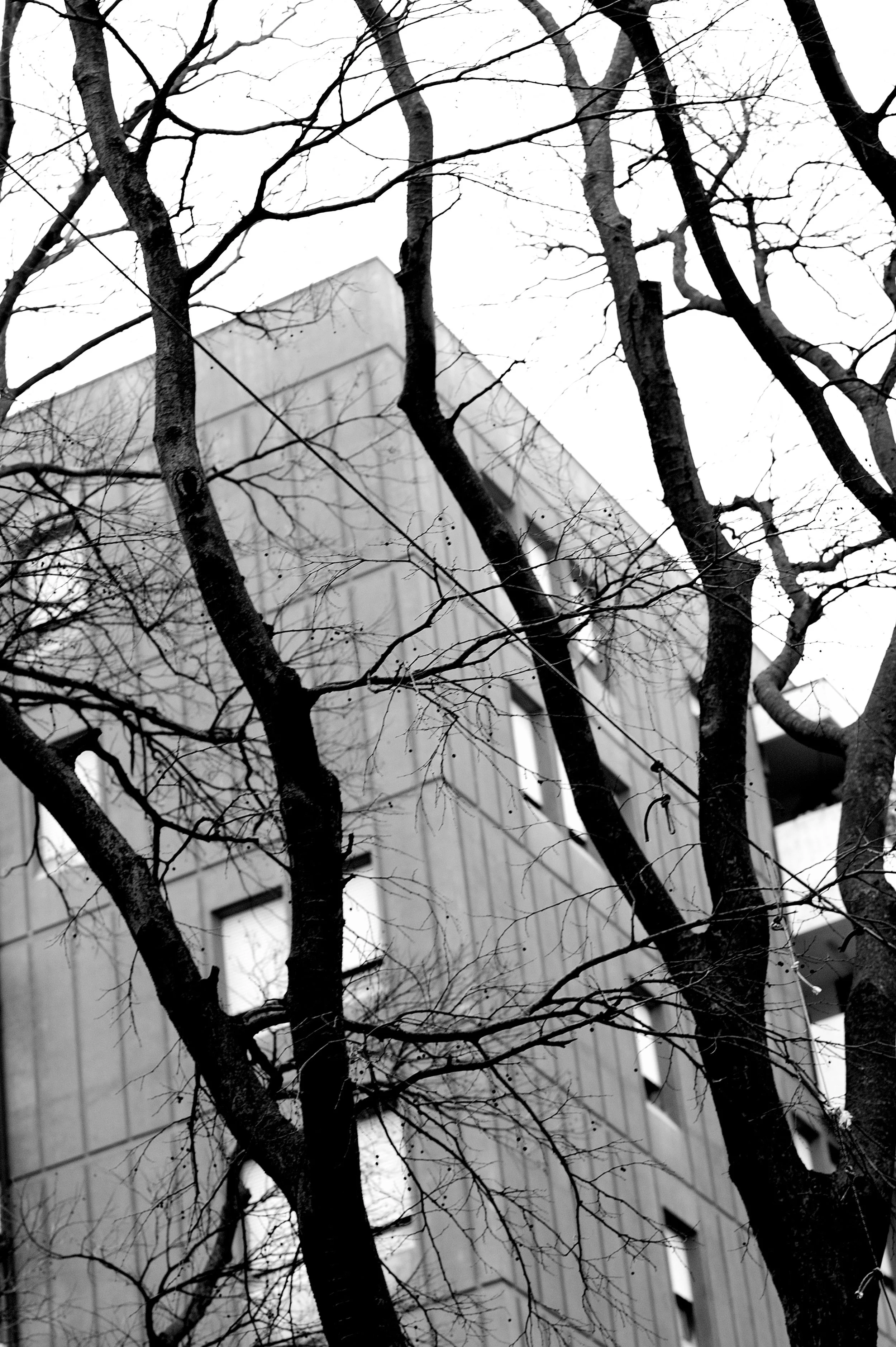 a cavallo a carnevale_4995.JPG