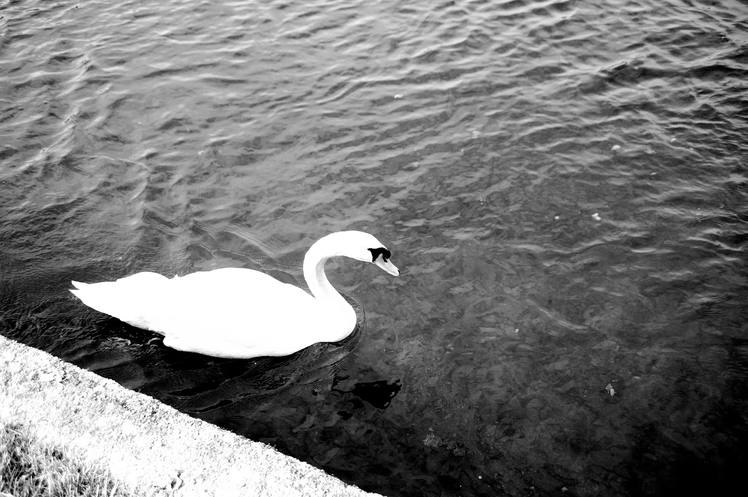 a cavallo a carnevale_4926.JPG