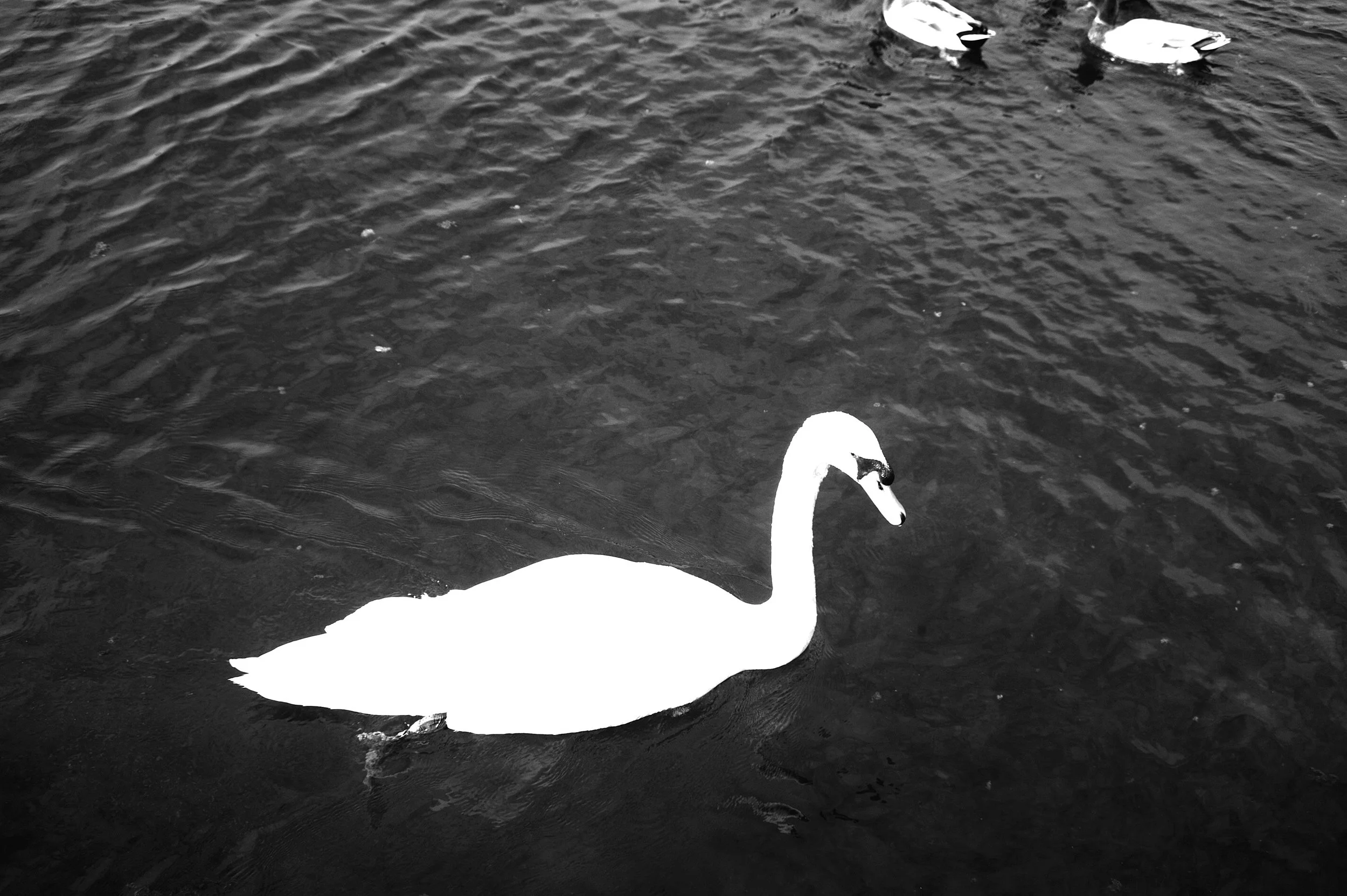 a cavallo a carnevale_4928.JPG