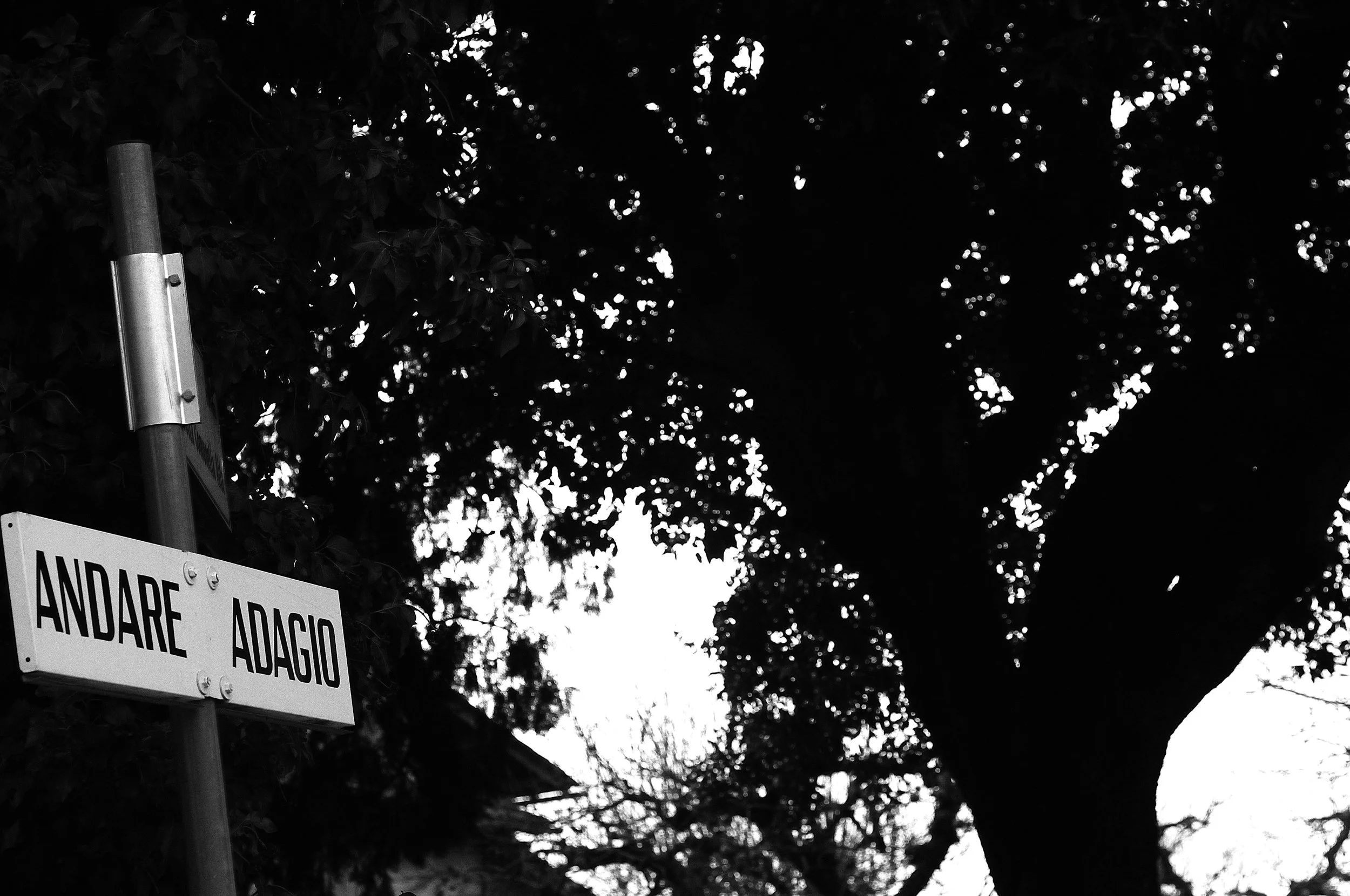 adagio_907.JPG