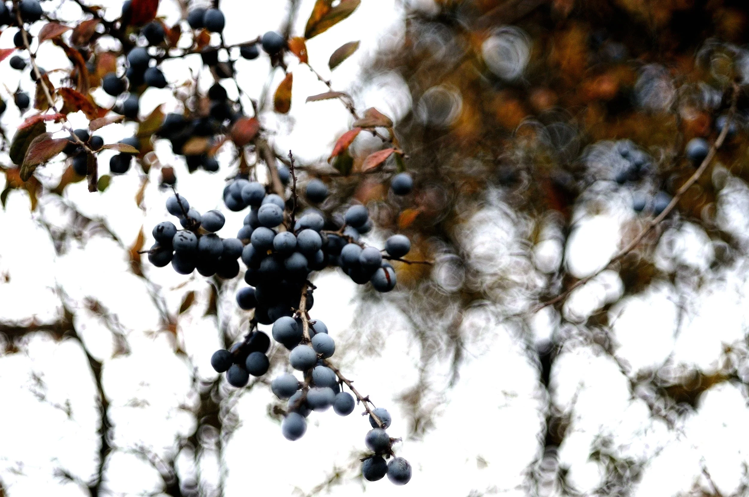 bacche color3_935.JPG