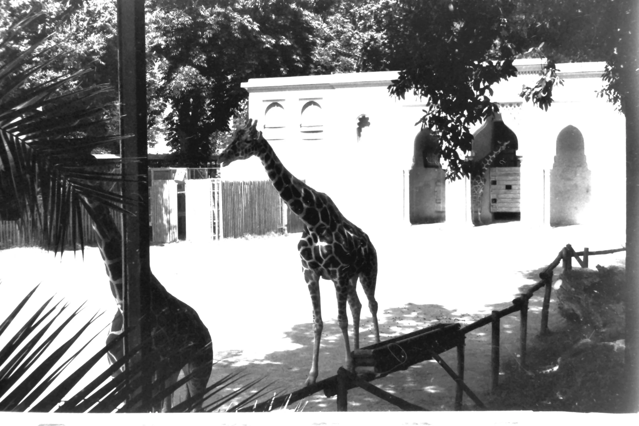 allo zoo_8366.JPG