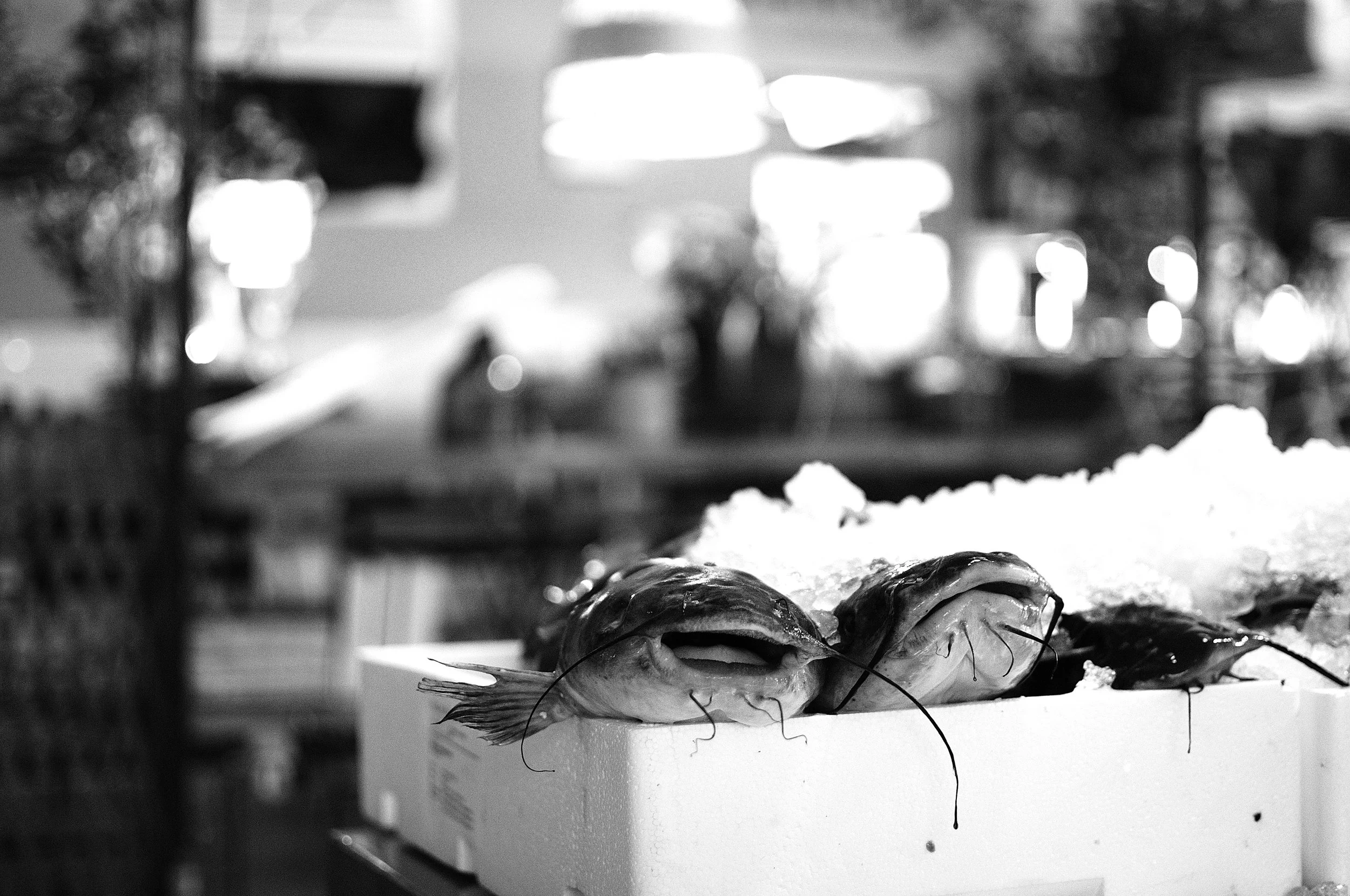 pesci mostri2_435.JPG