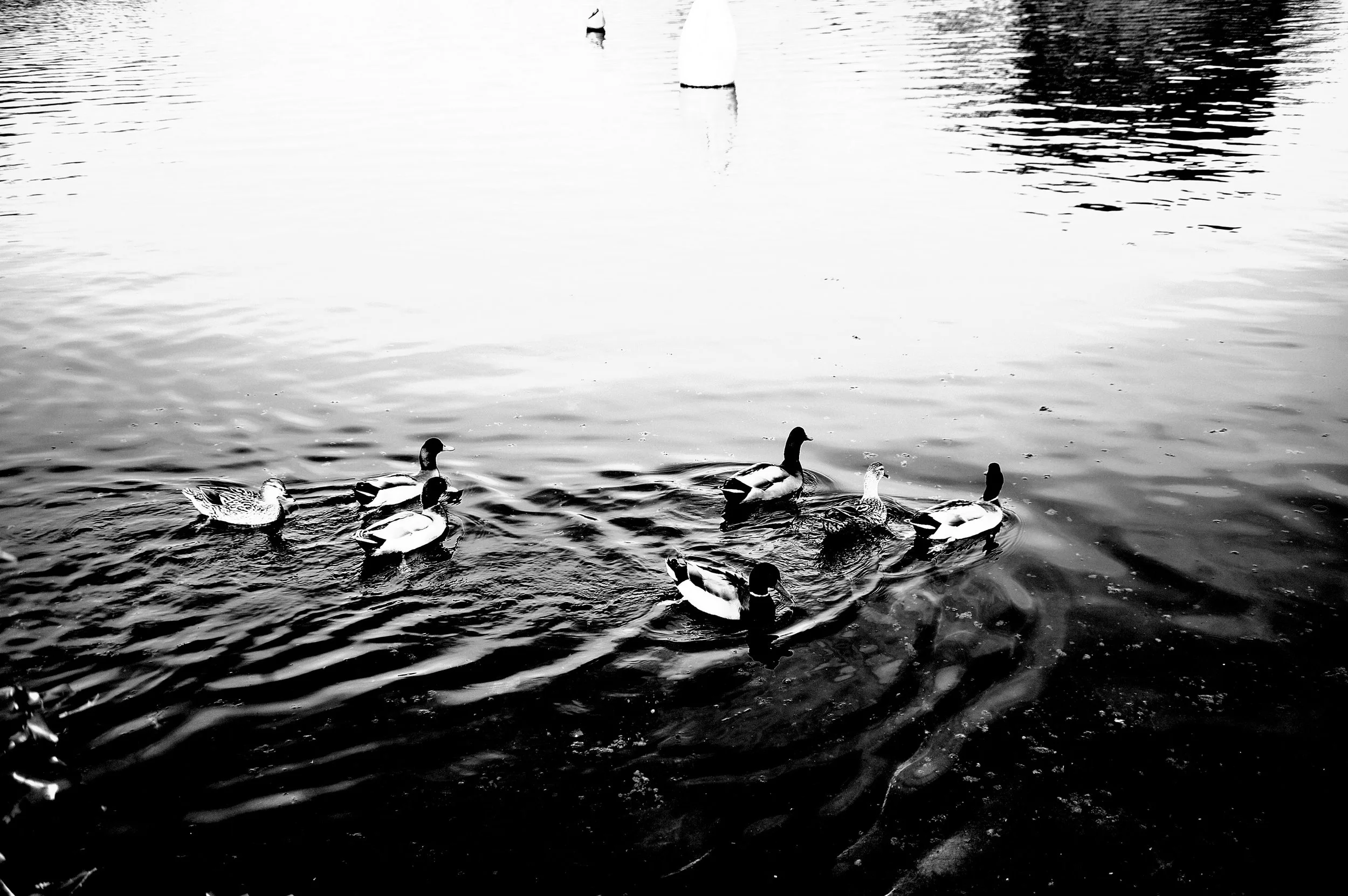 a cavallo a carnevale_4955.JPG