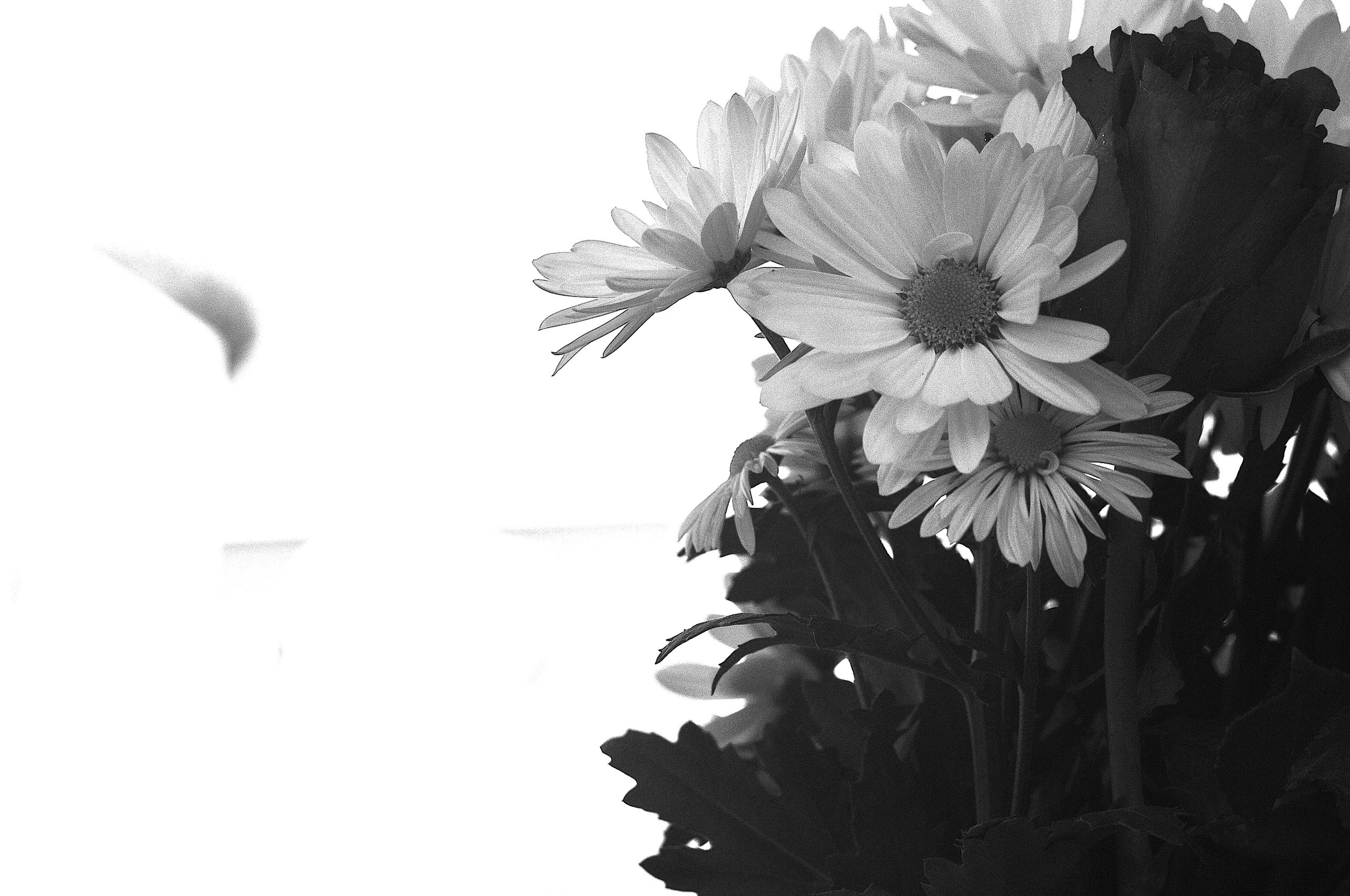 tufello margherite_1233.JPG