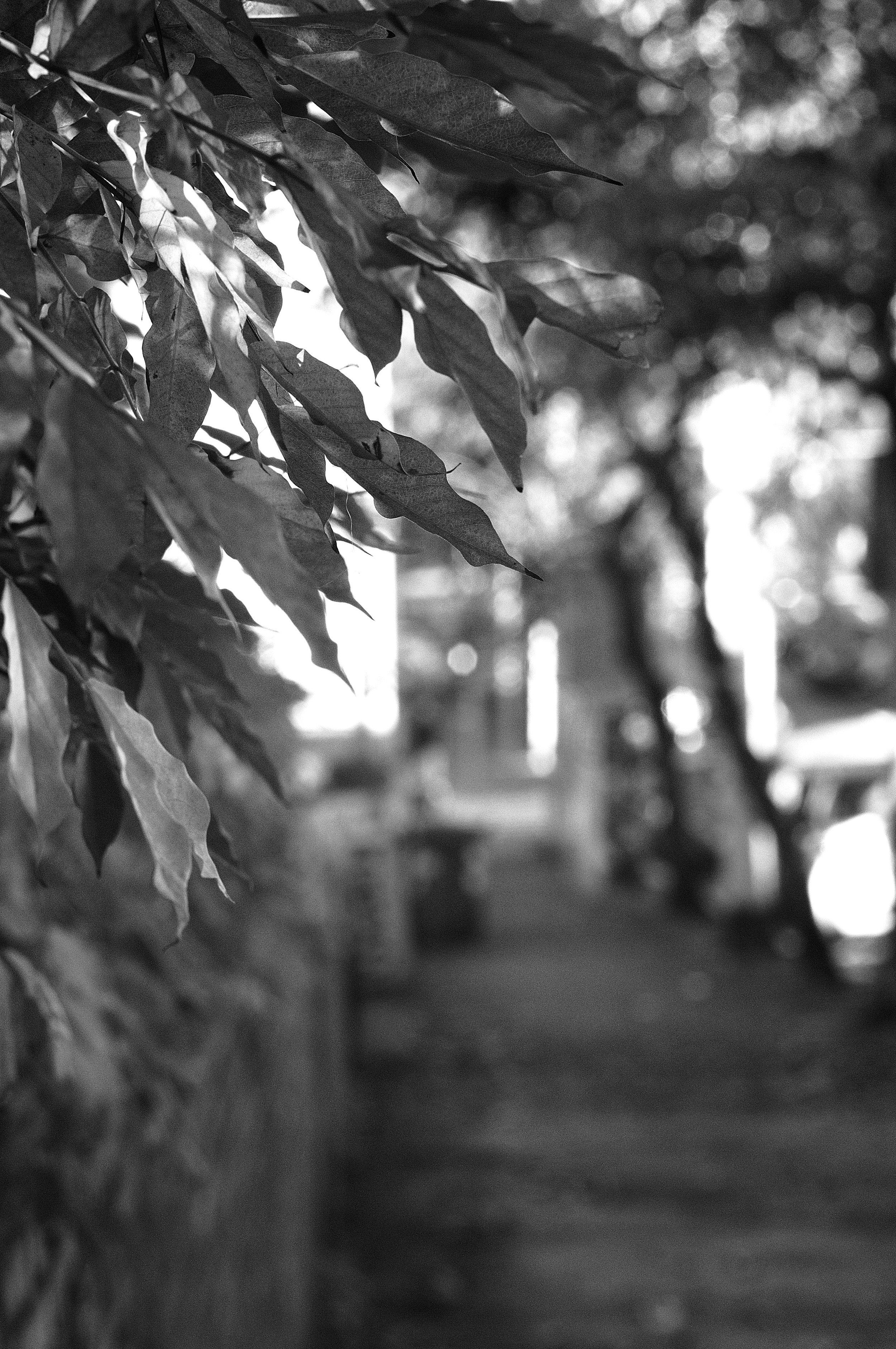 tufello glicine_1230.JPG