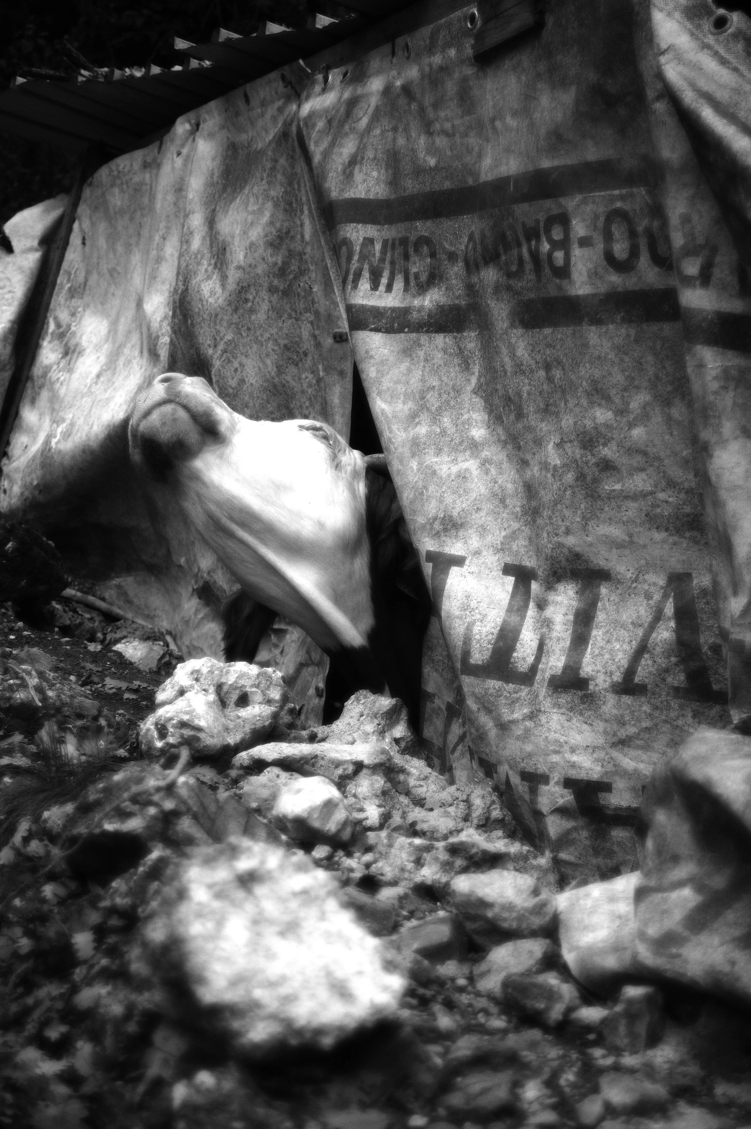 mucca pazza_2937.JPG