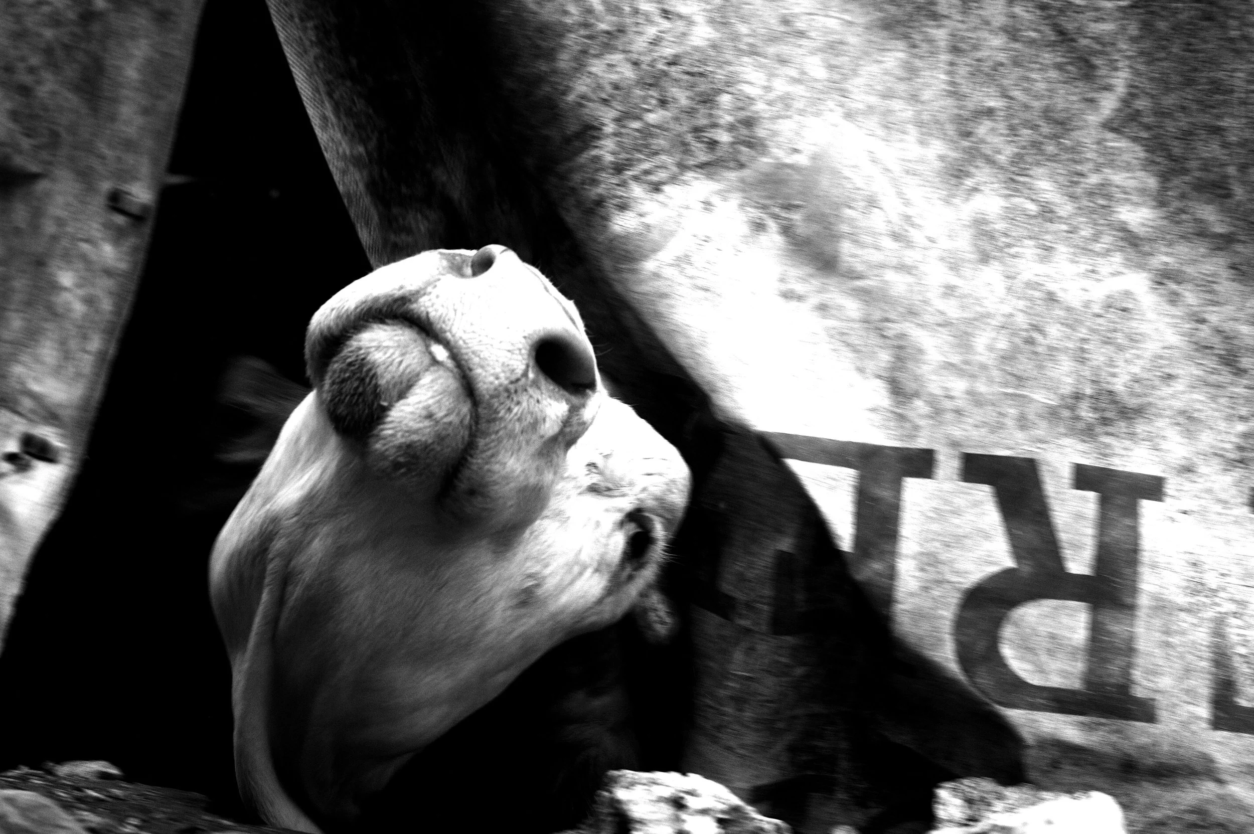 mucca pazza_2954.JPG