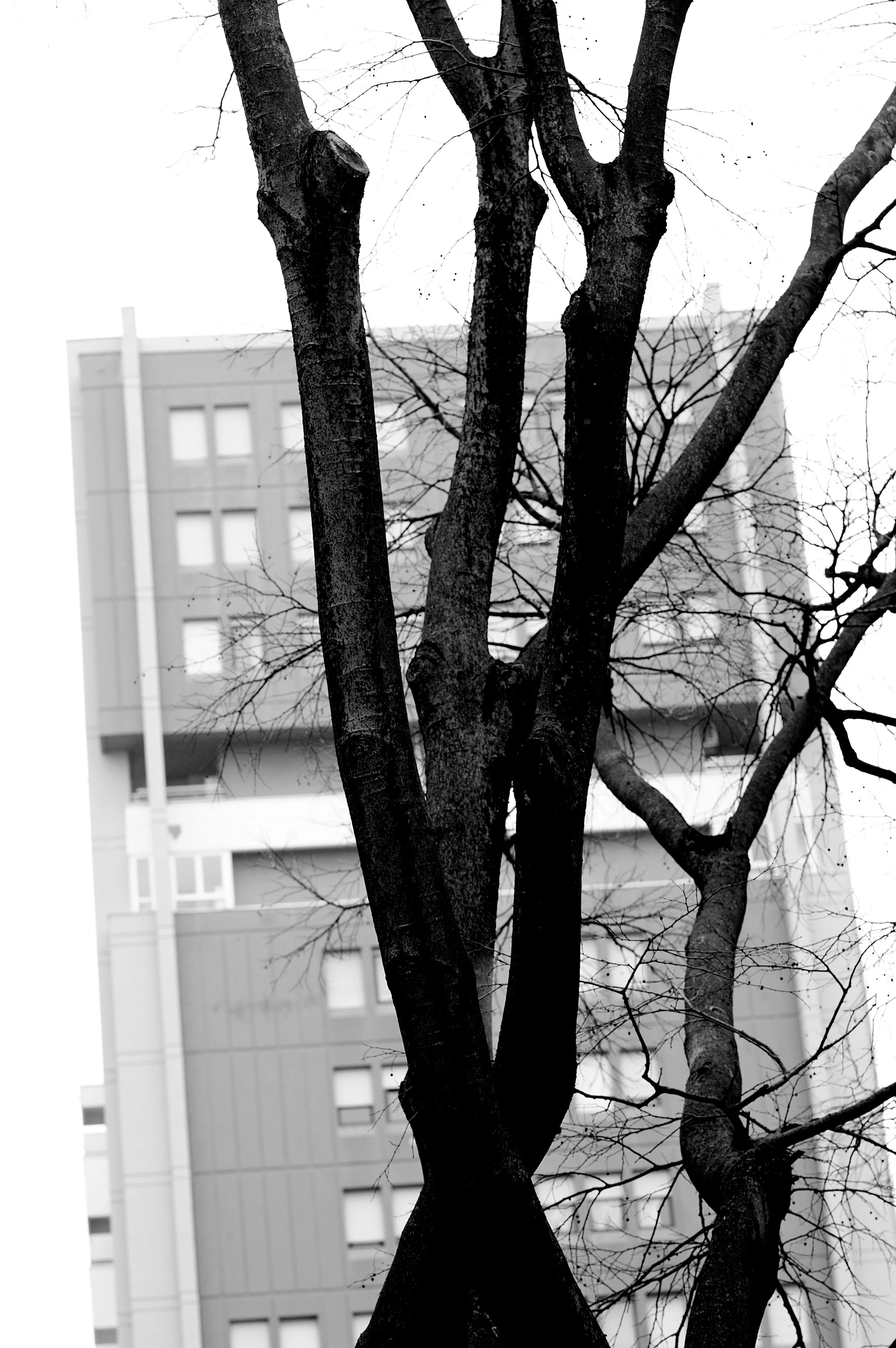 a cavallo a carnevale_4994.JPG