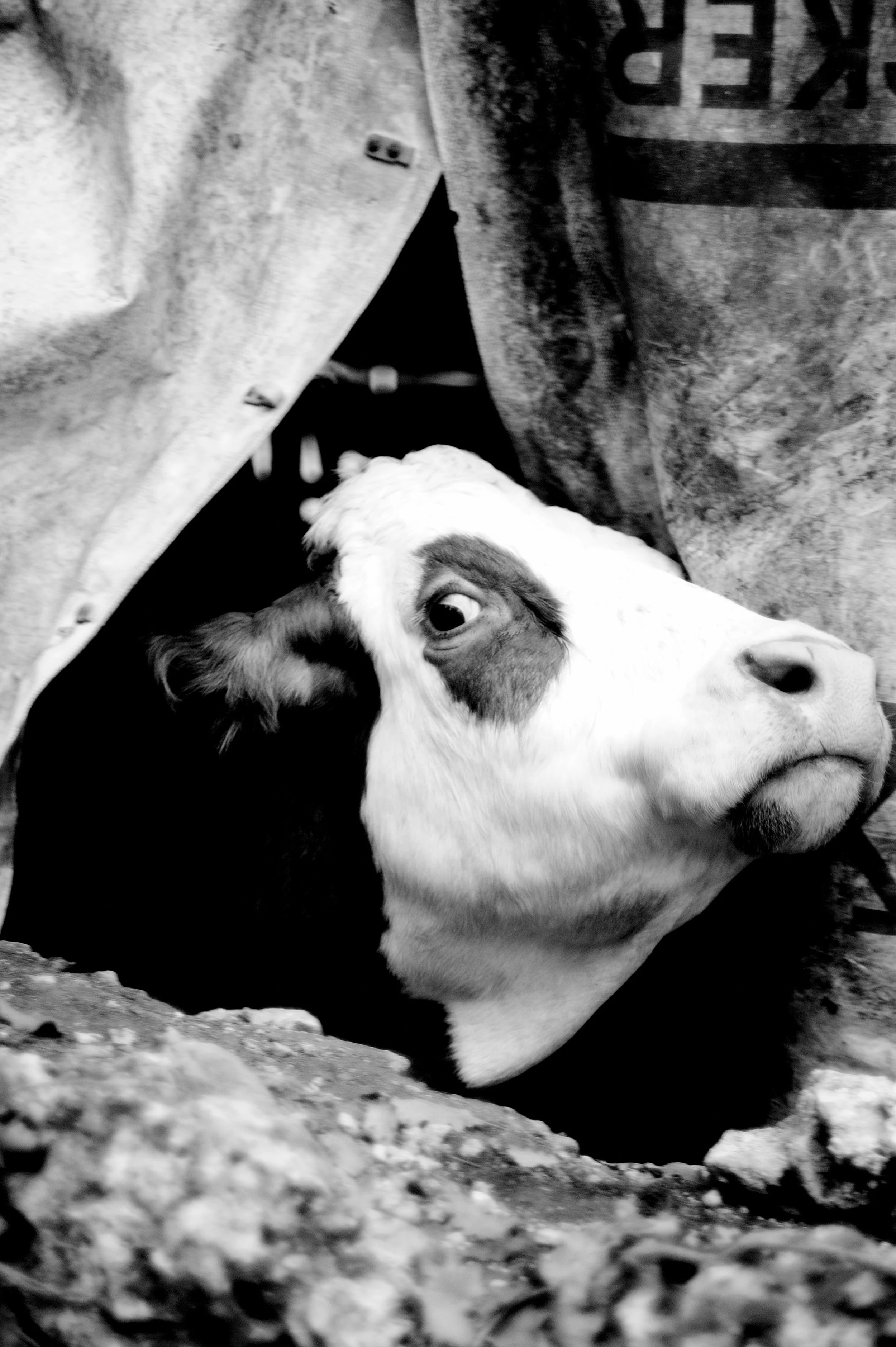 mucca pazza_2946.JPG