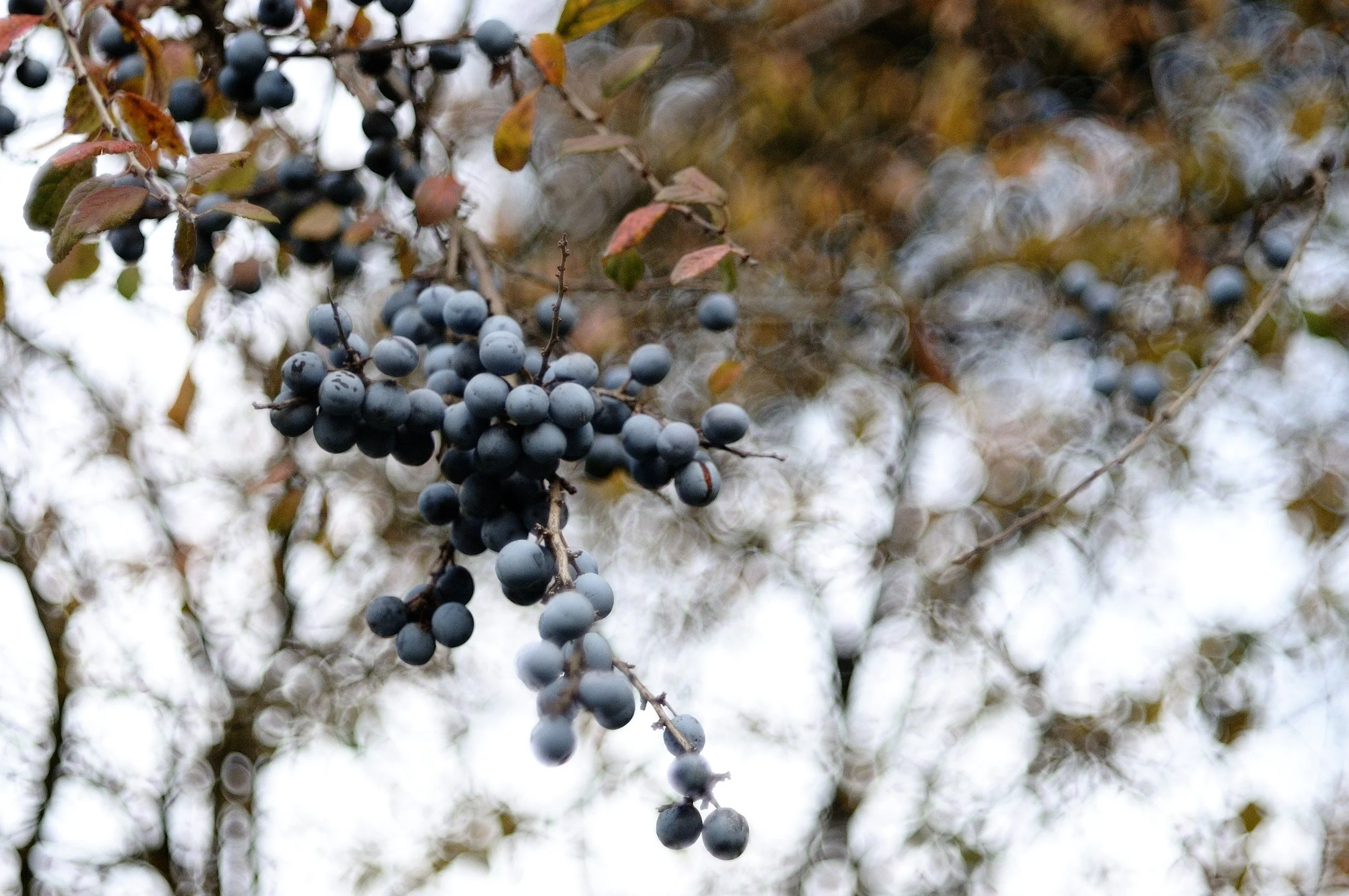 bacche color_933.JPG