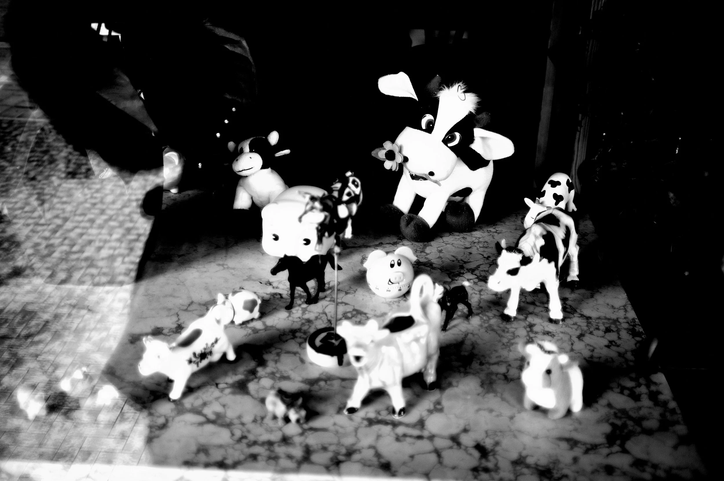 a cavallo a carnevale_4976.JPG