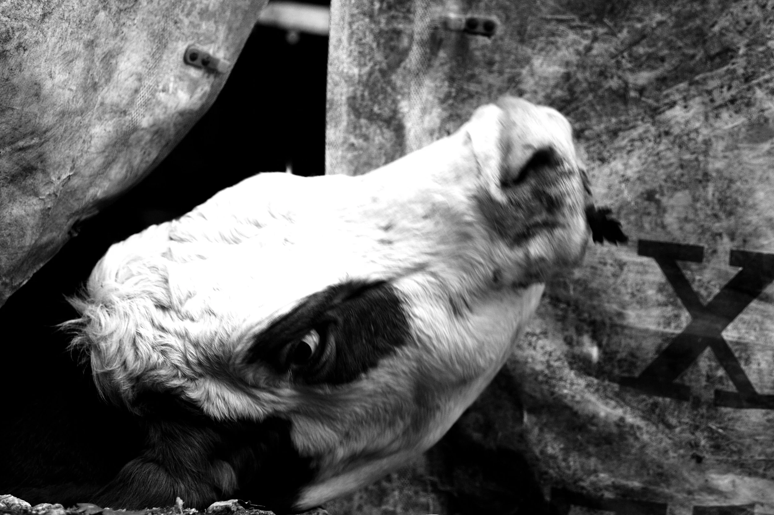 mucca pazza_2962.JPG