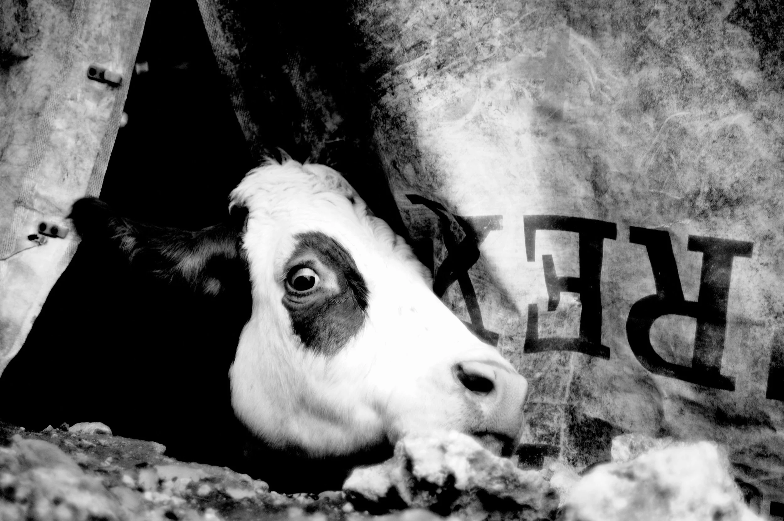 mucca pazza_2948.JPG