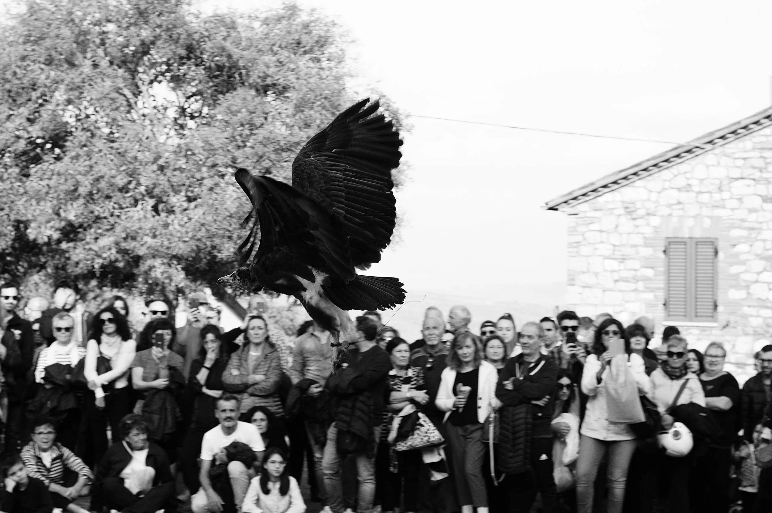 a cavallo a carnevale_5179.JPG