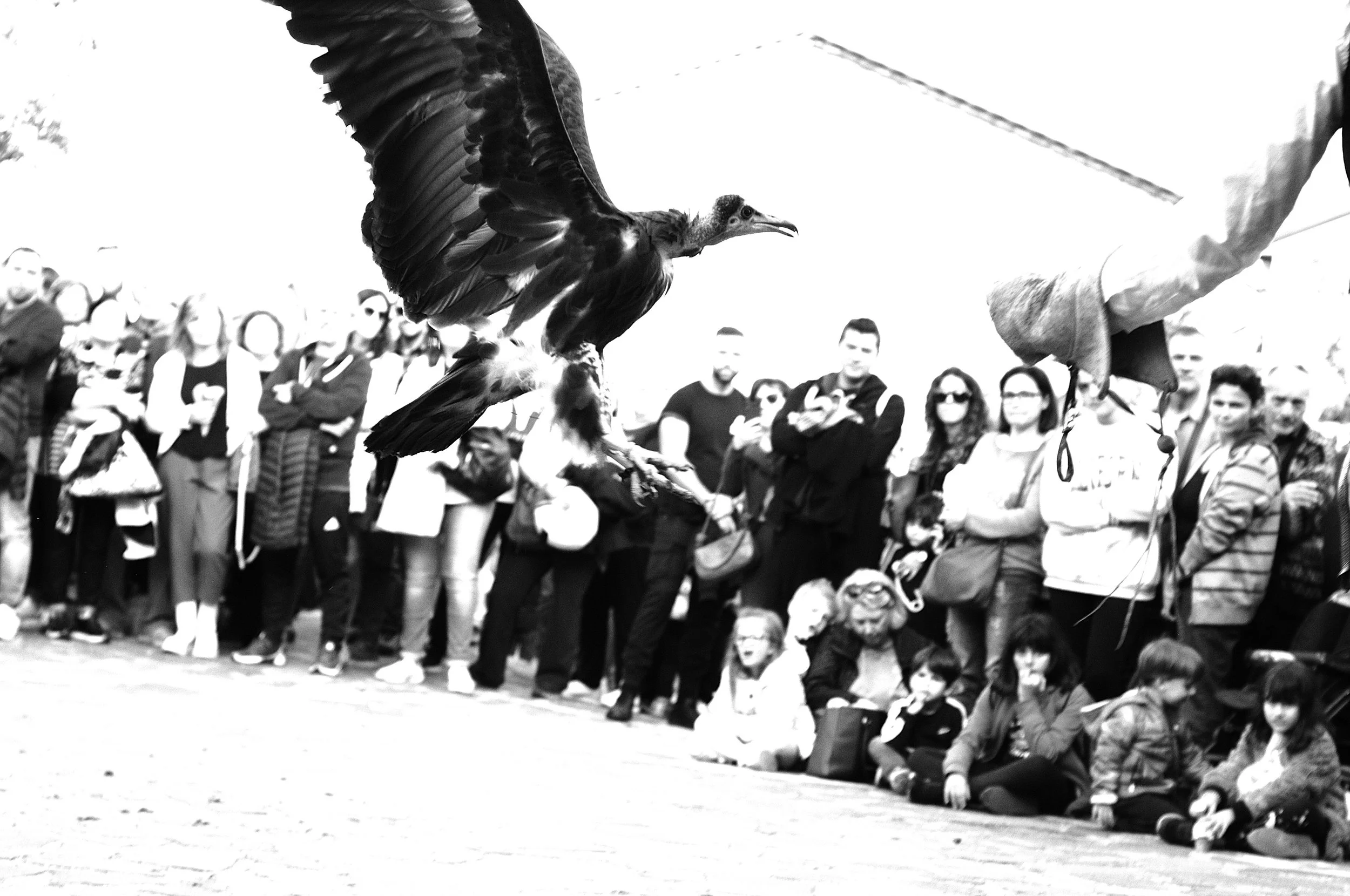 a cavallo a carnevale_5184.JPG