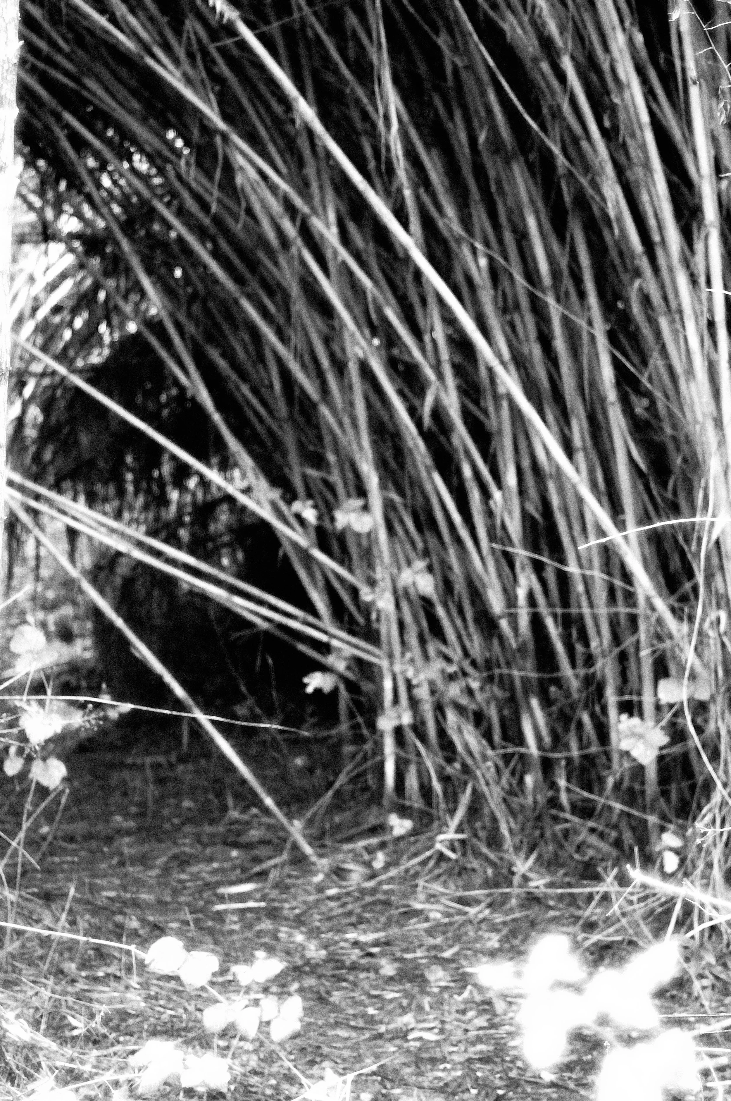 canne curve_1415.JPG