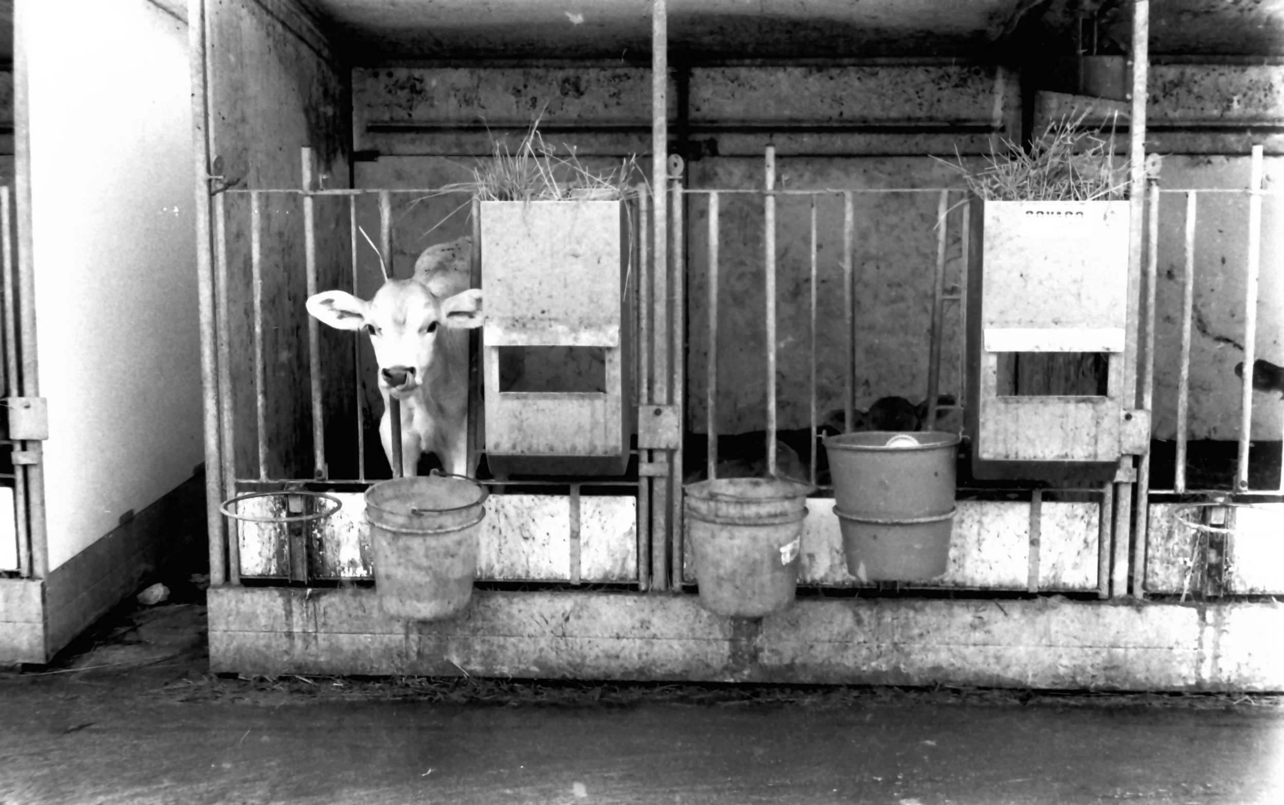 roffeno settembre_9097.JPG