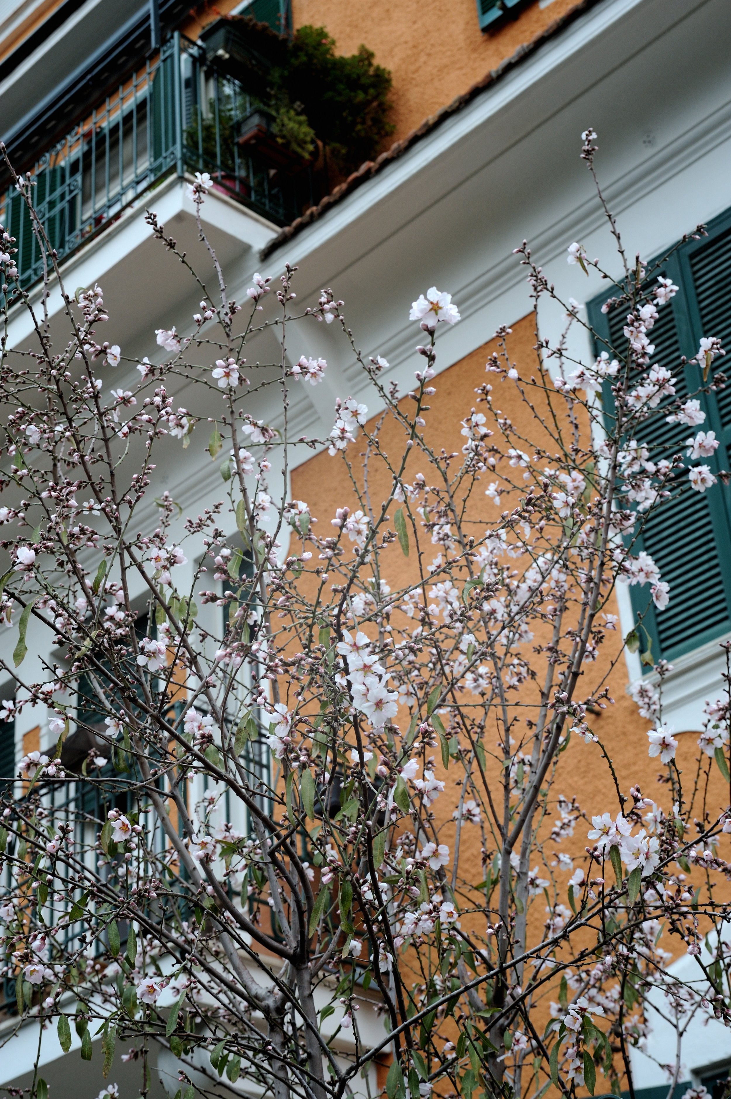 a cavallo a carnevale_4721.JPG