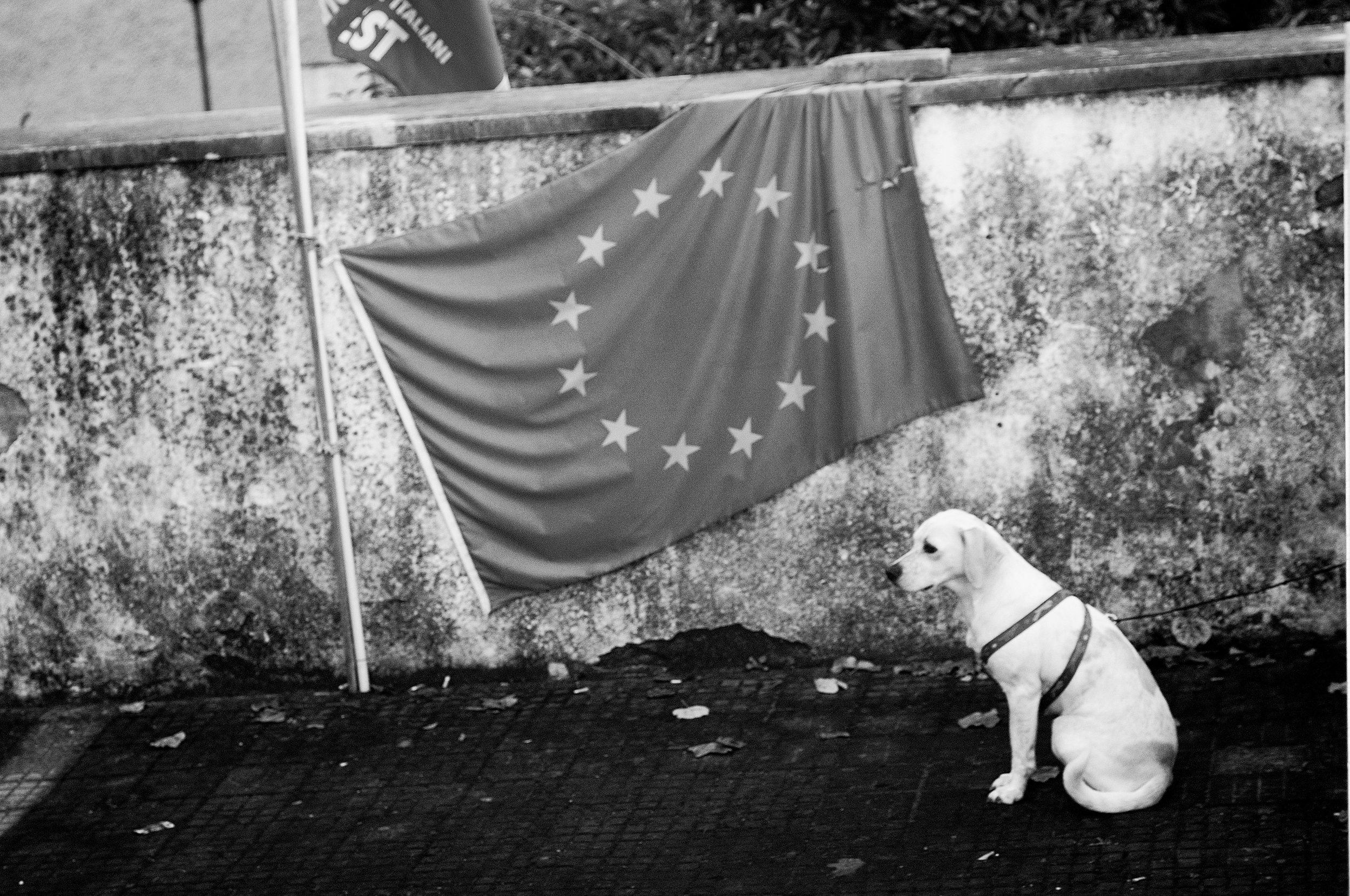 tufello cane3_1229.JPG