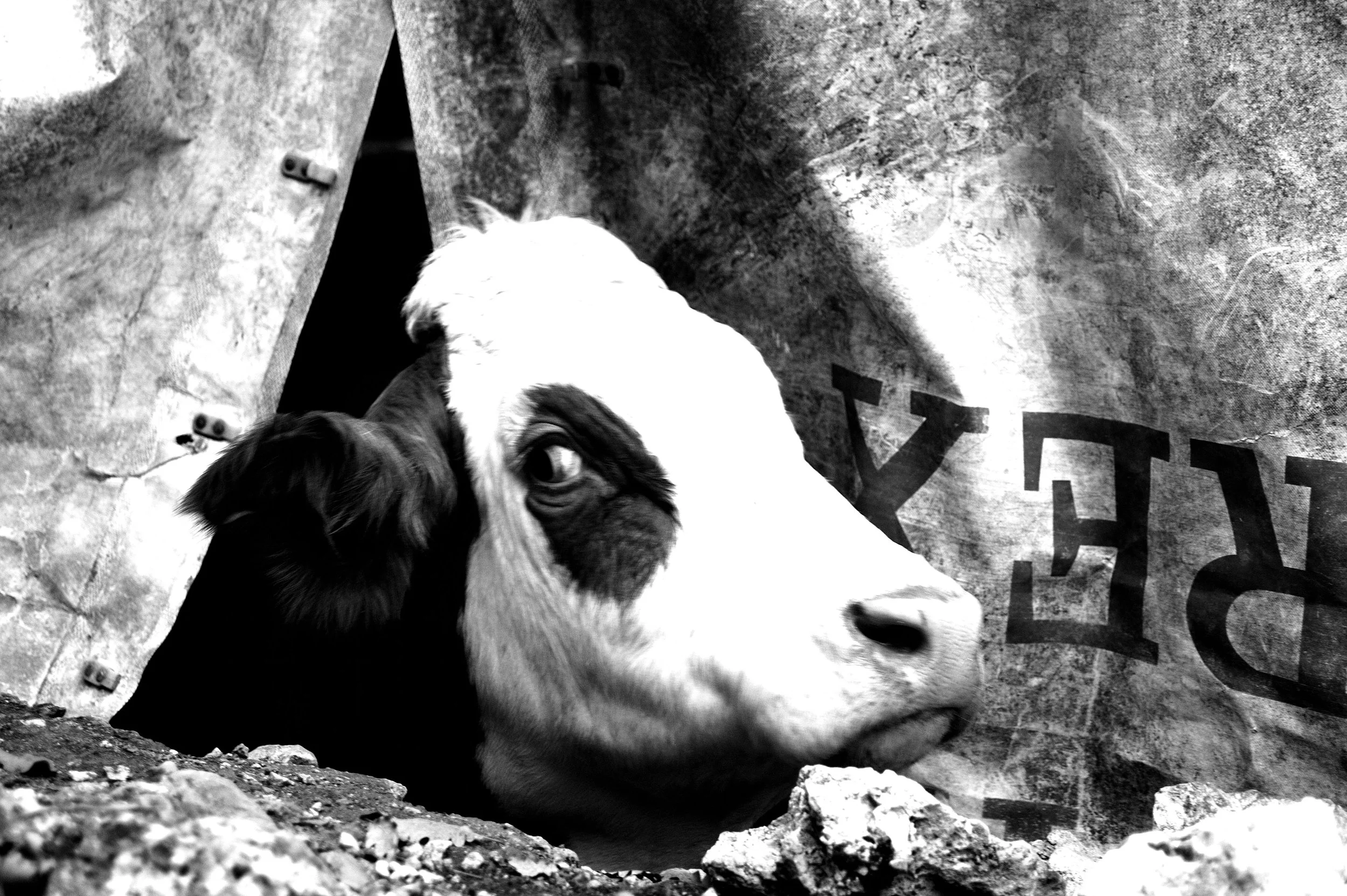 mucca pazza_2951.JPG