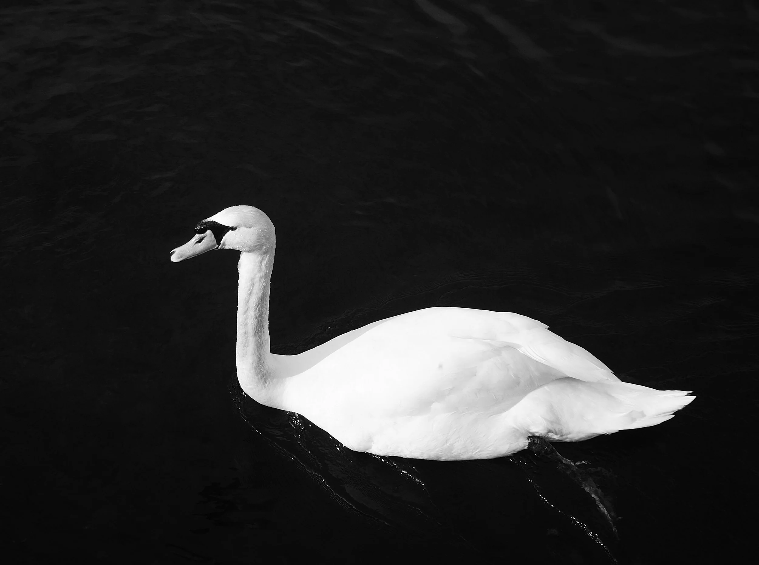 a cavallo a carnevale_4931.JPG