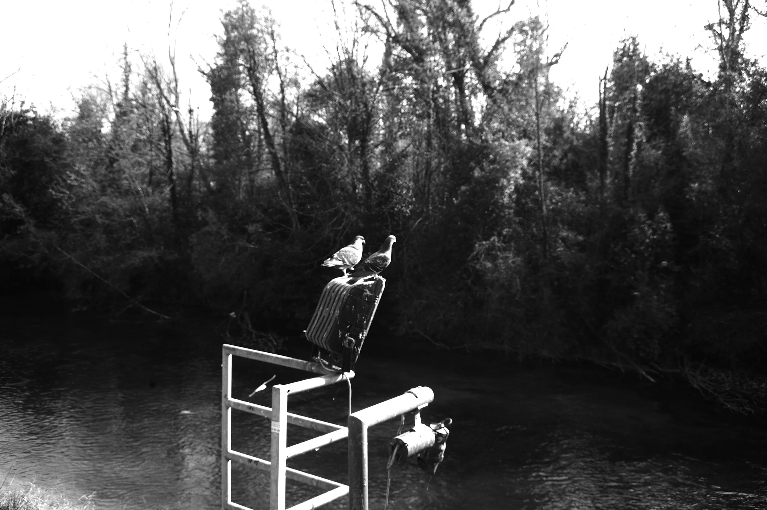 a cavallo a carnevale_4817.JPG