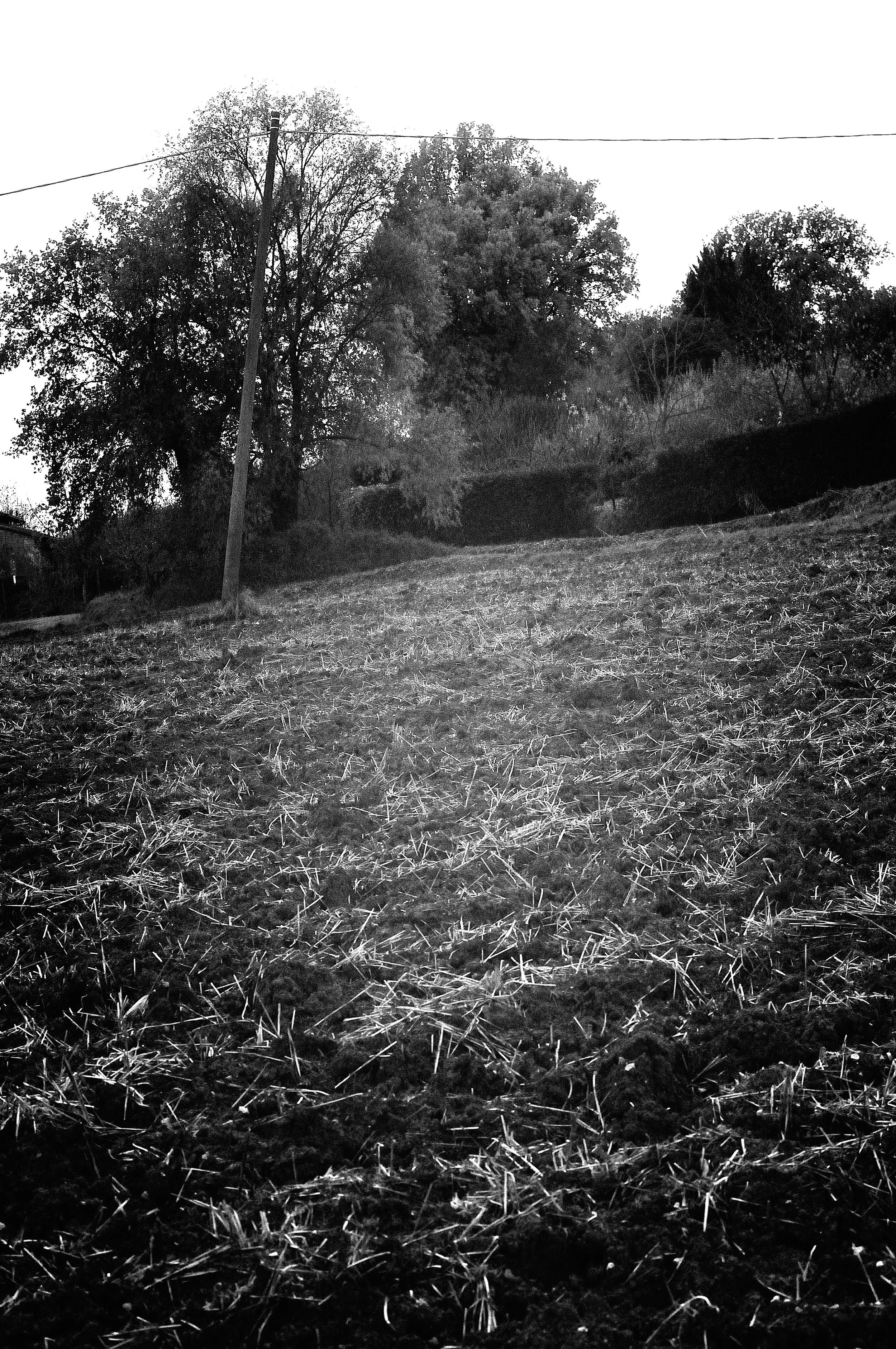 campo falciato_893.JPG