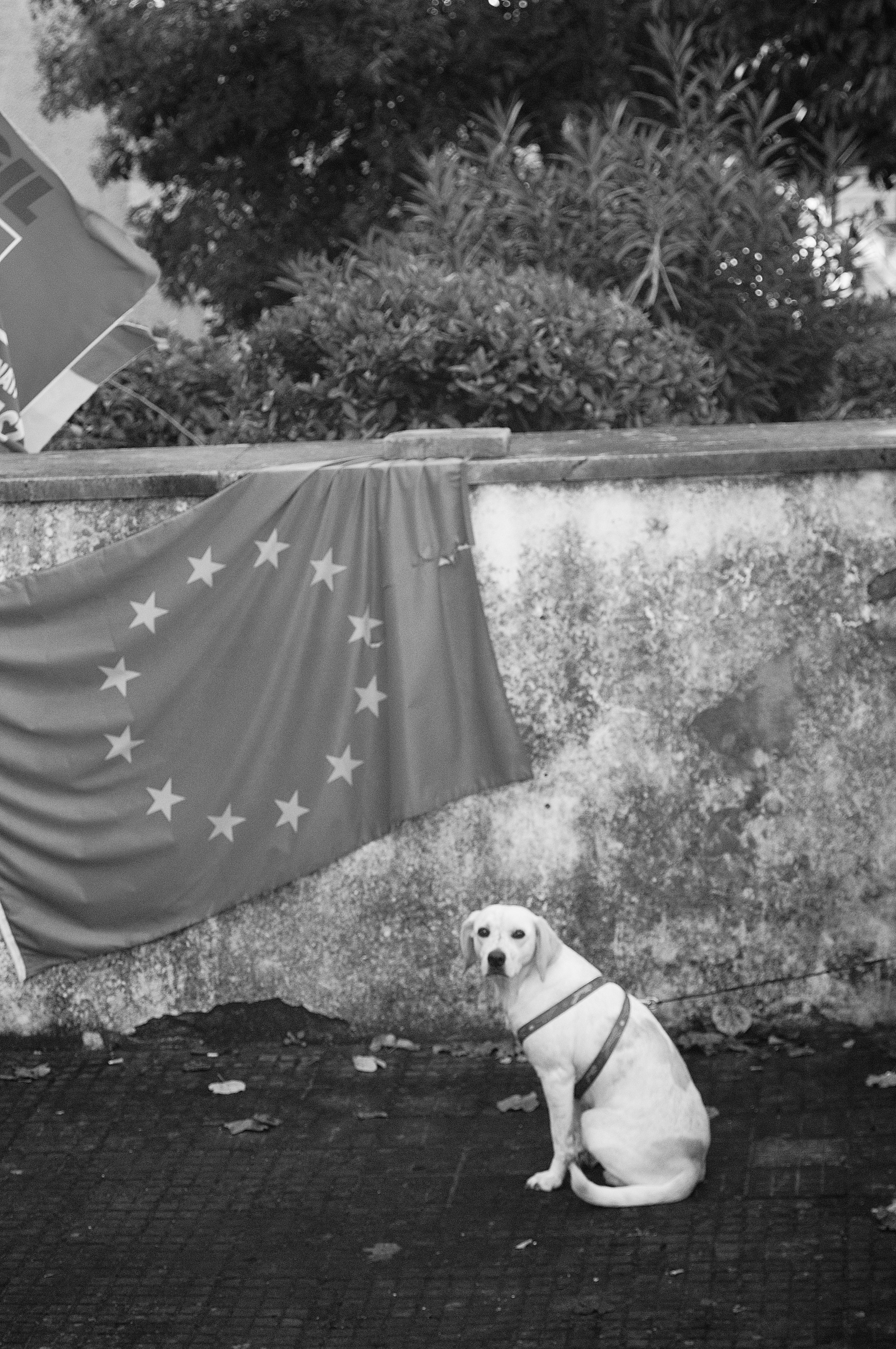 tufello cane2_1228.JPG