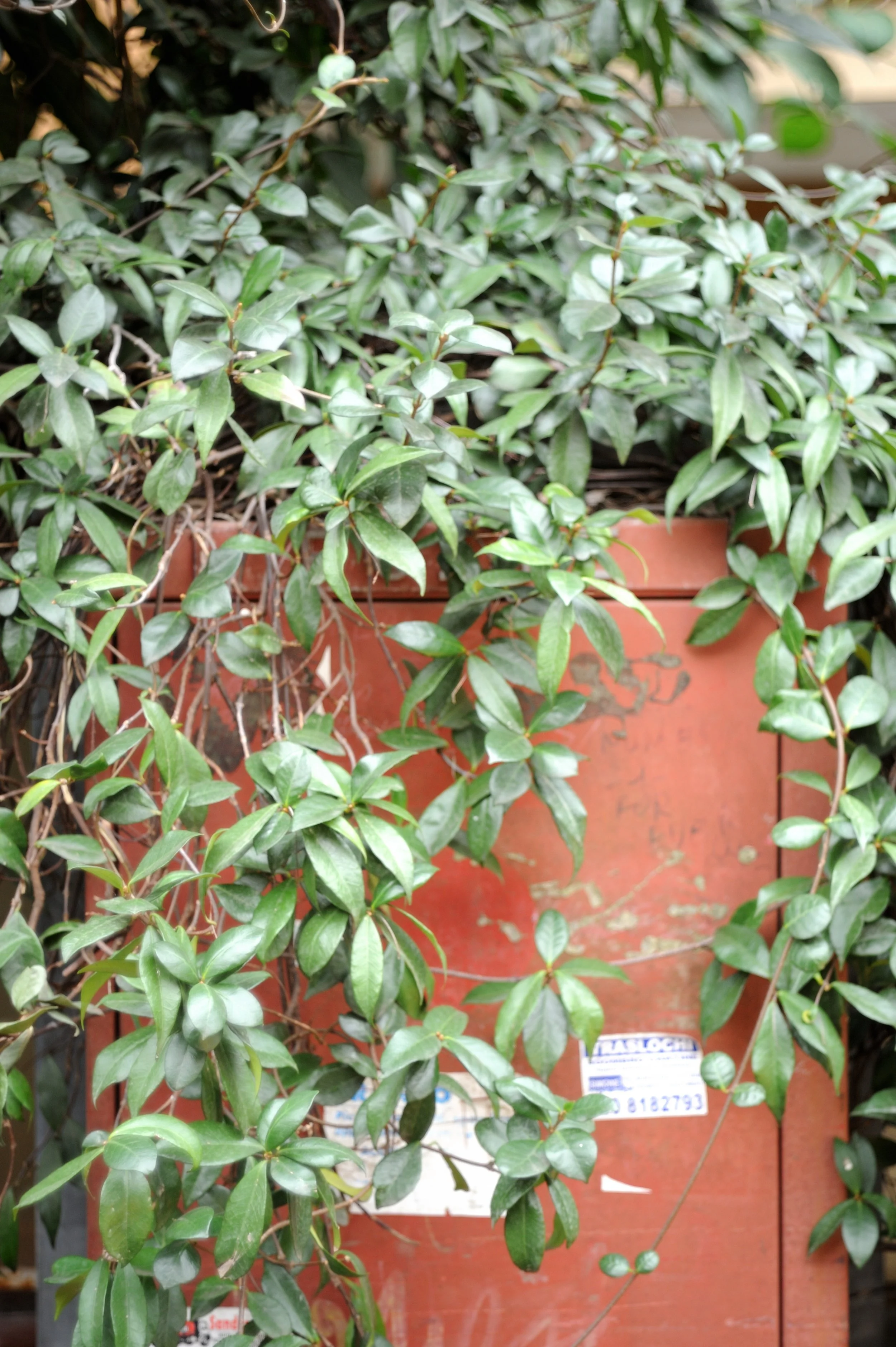 a cavallo a carnevale_4703.JPG