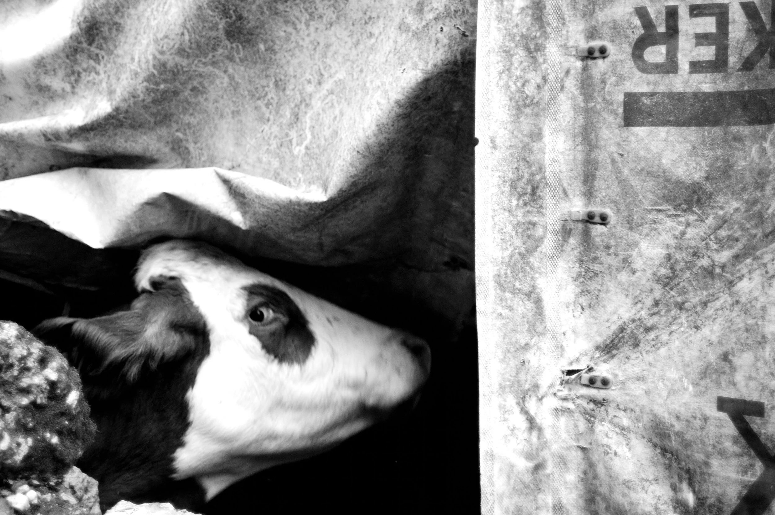 mucca pazza_2957.JPG