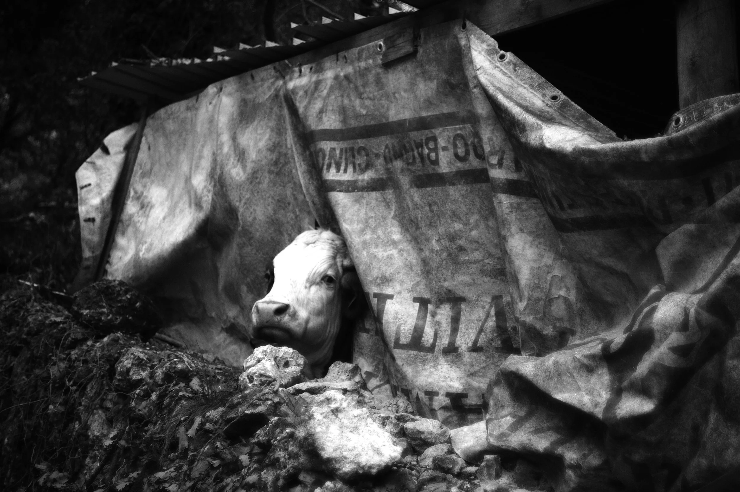 marcello federica_2936.JPG