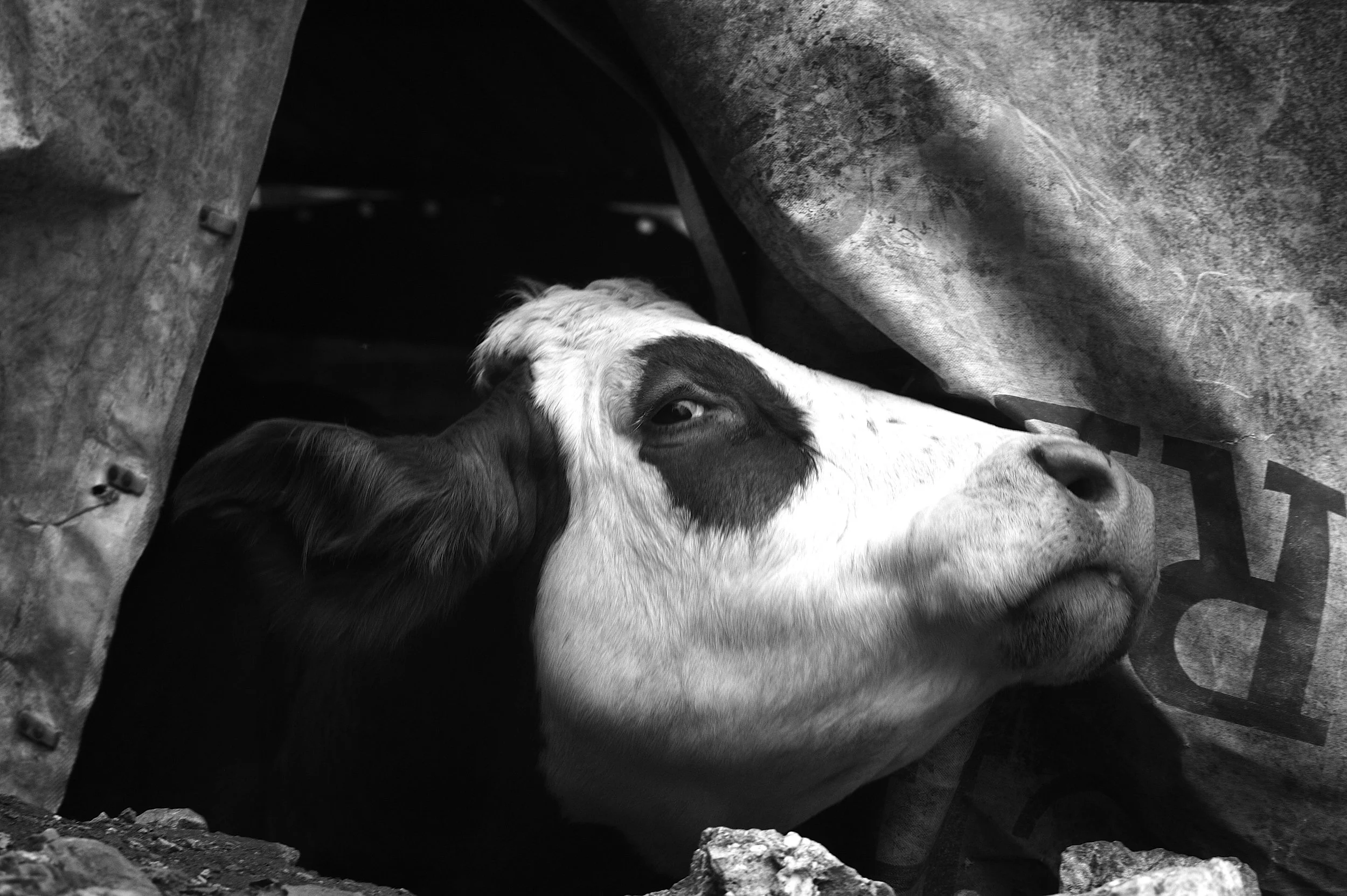 mucca pazza_2953.JPG