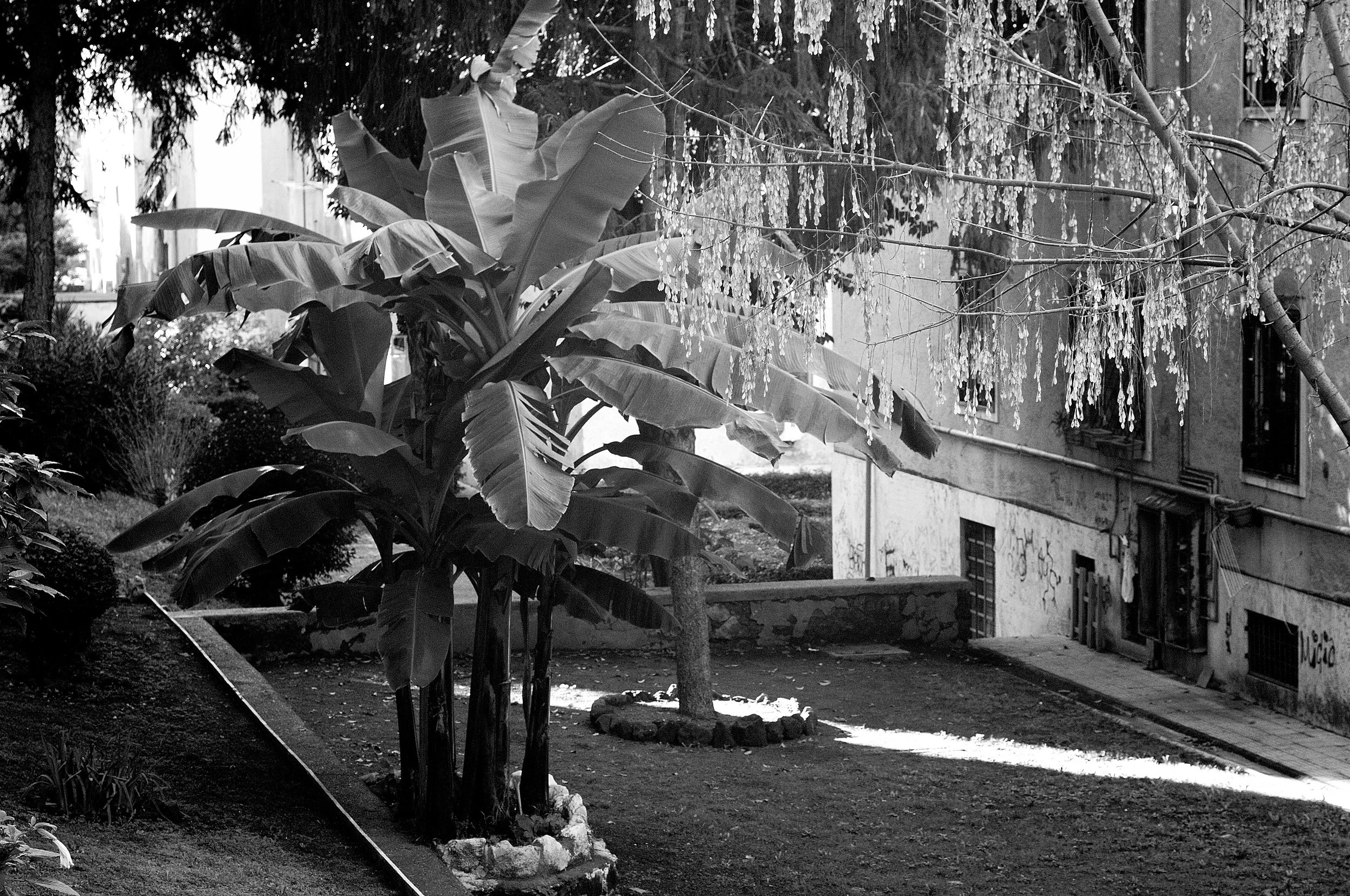 tufello palme_1231.JPG