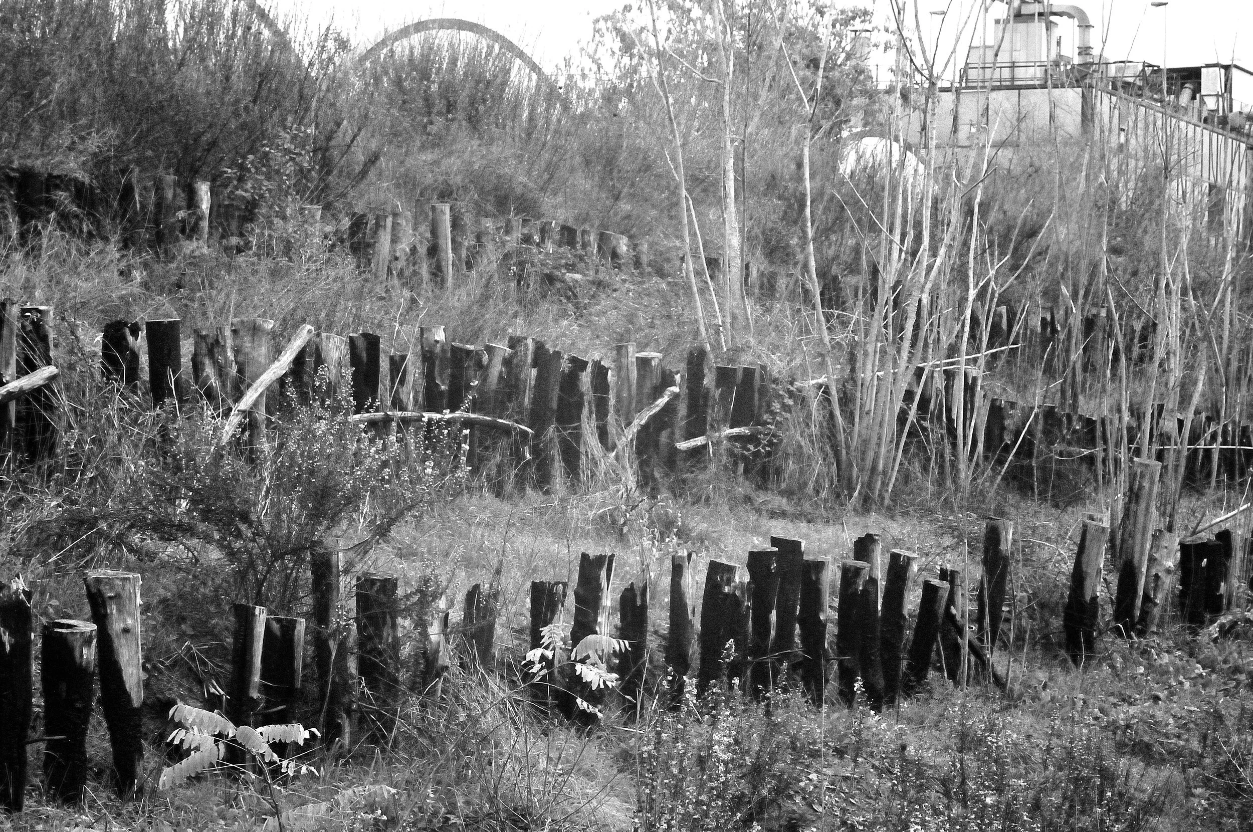 pali e canne_1413.JPG