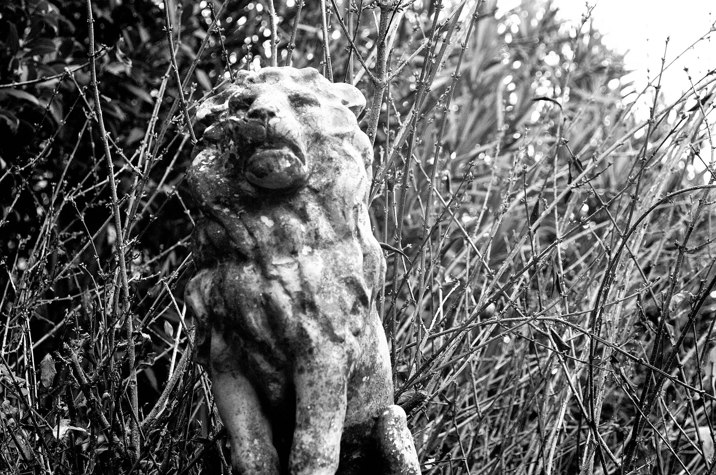 o lione d'o generale_905.JPG