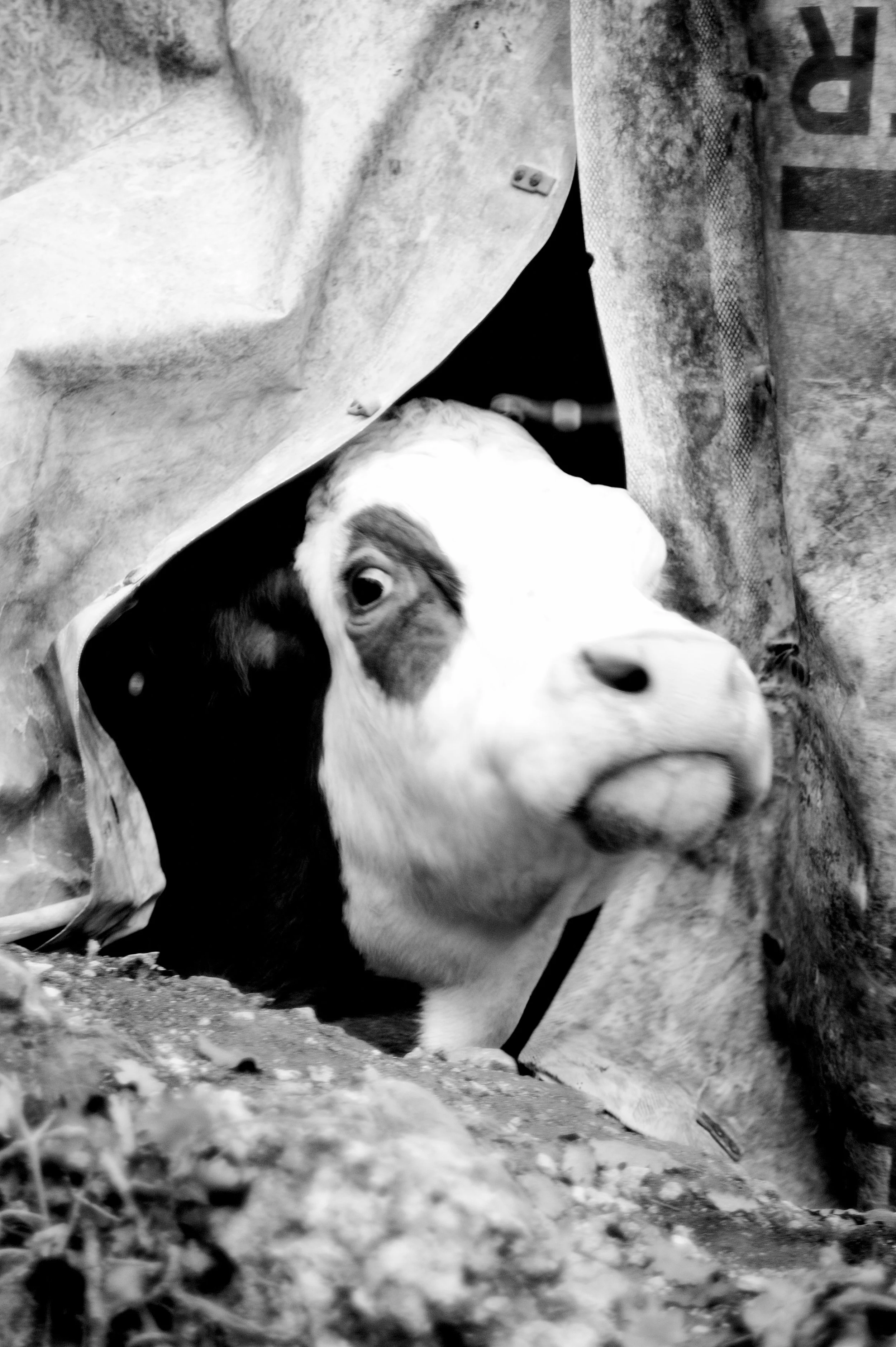 mucca pazza_2945.JPG