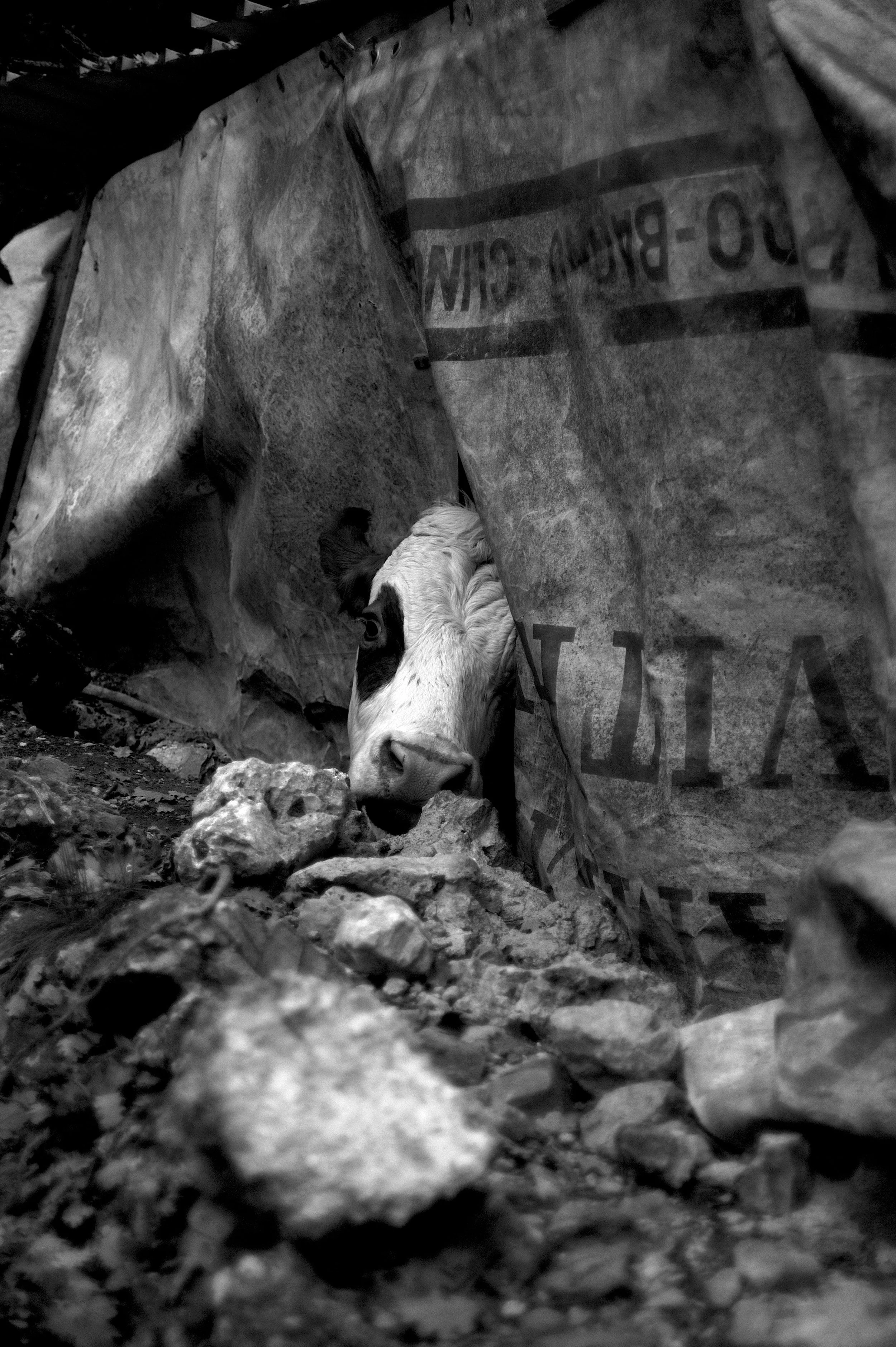 mucca pazza_2939.JPG