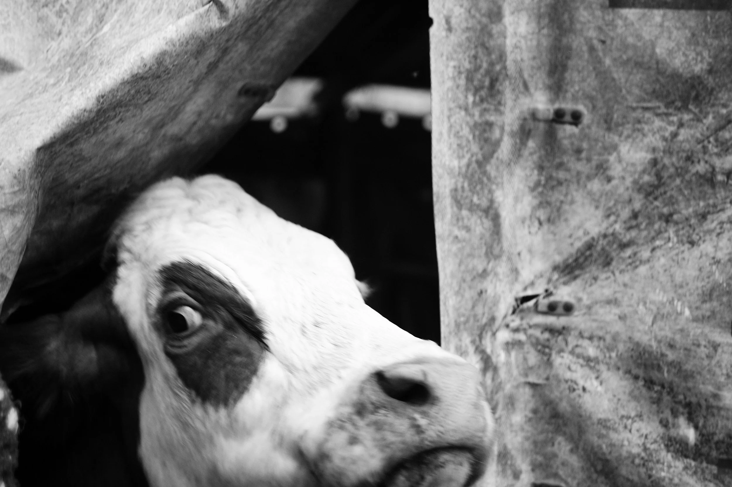 mucca pazza_2961.JPG