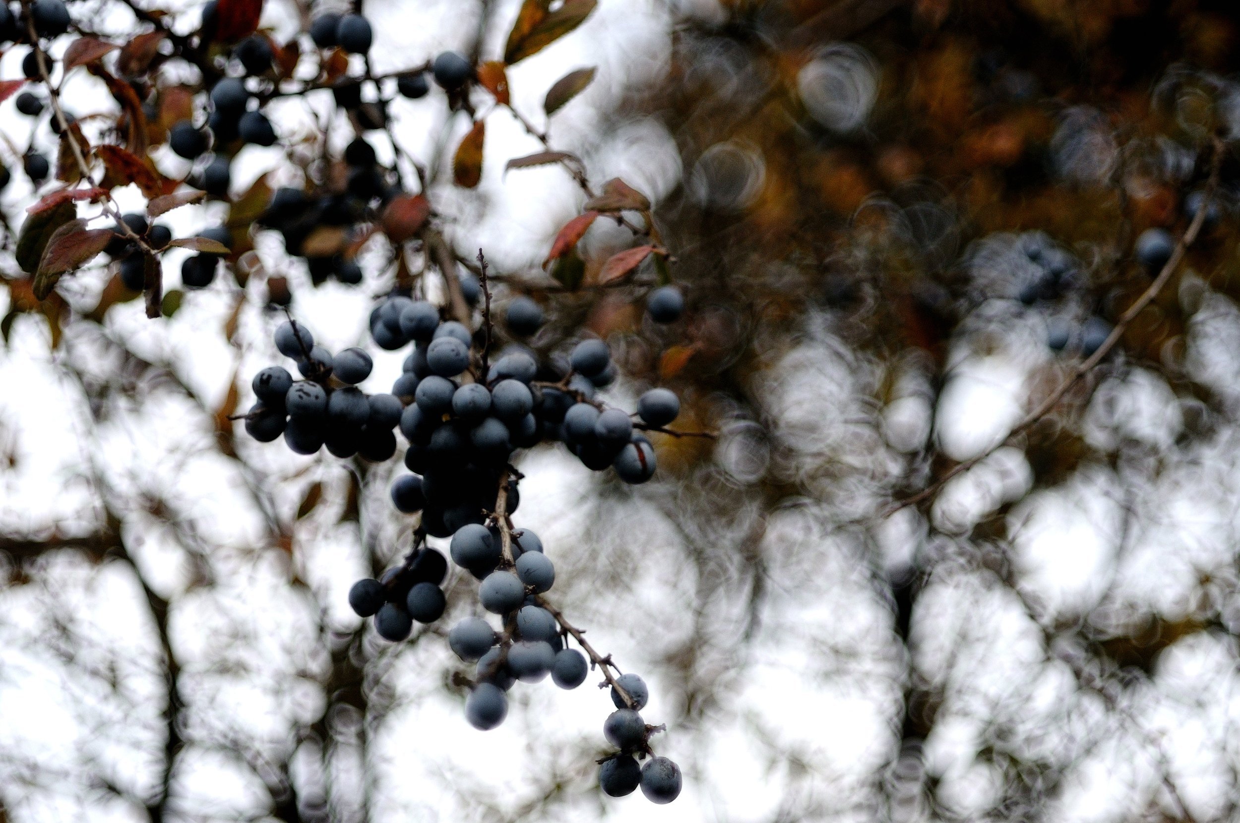 bacche color2_934.JPG