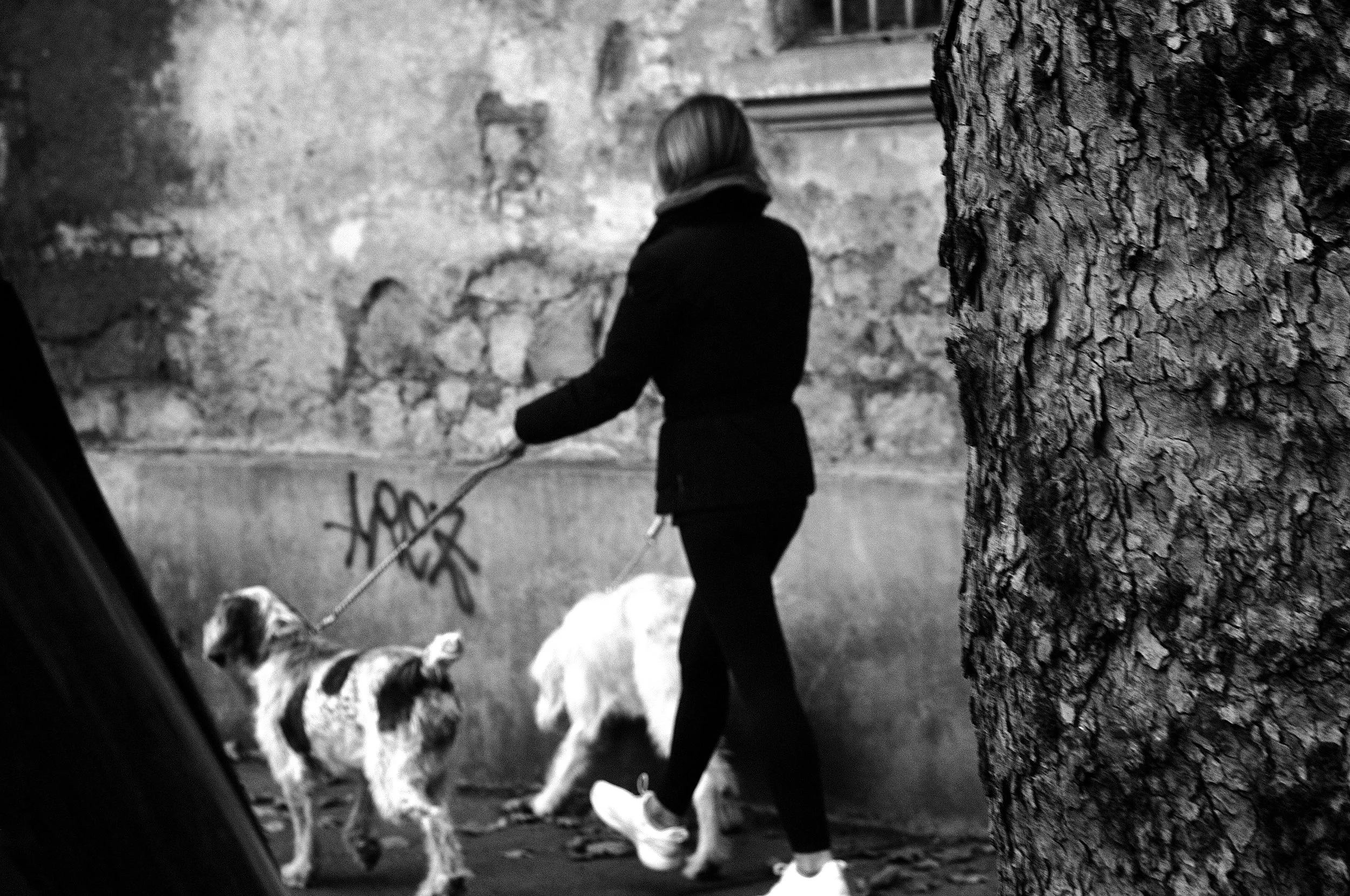 signora cani albero_1846.JPG